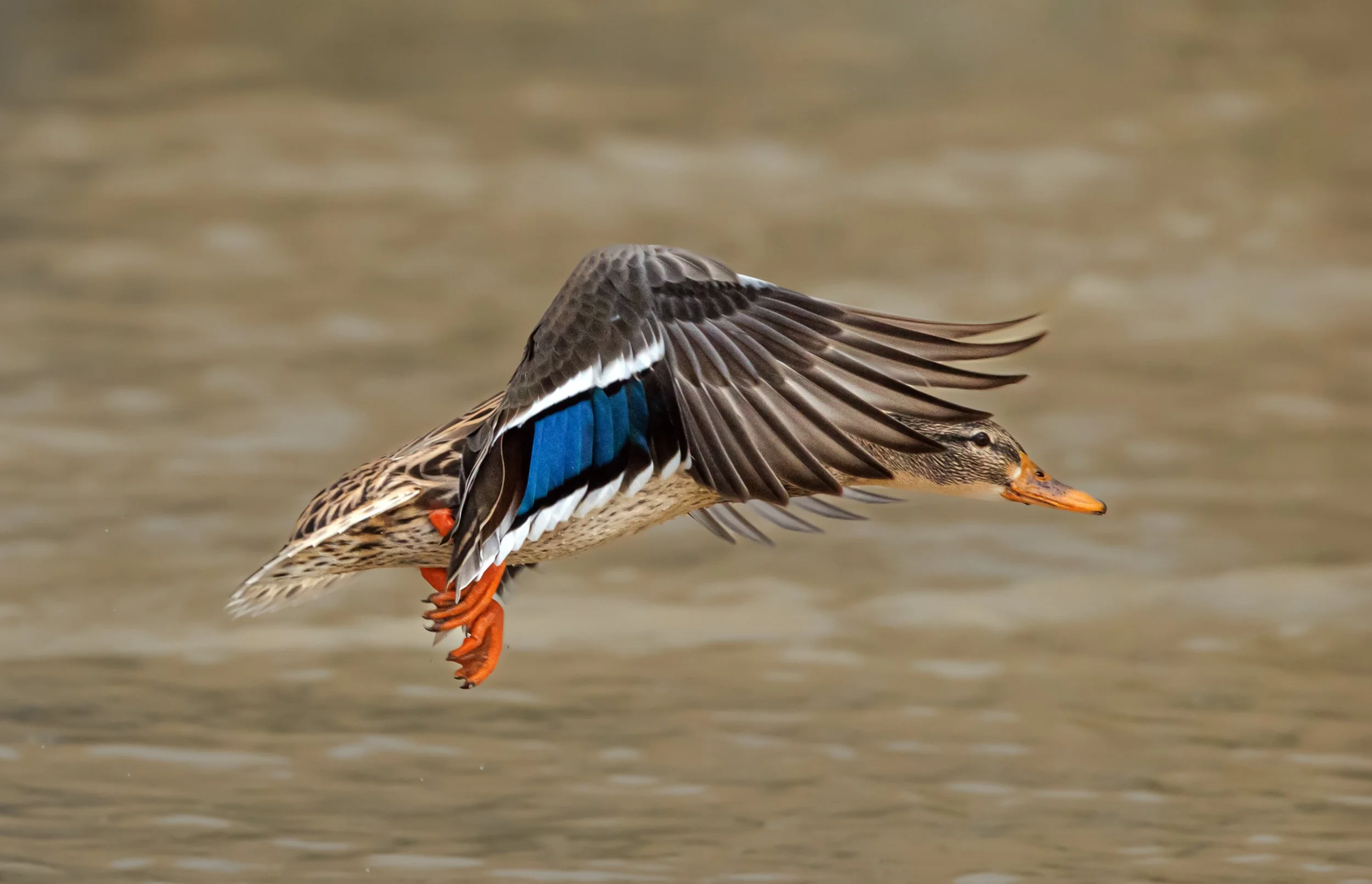 untitled (658 of 914)-Edit2.jpg