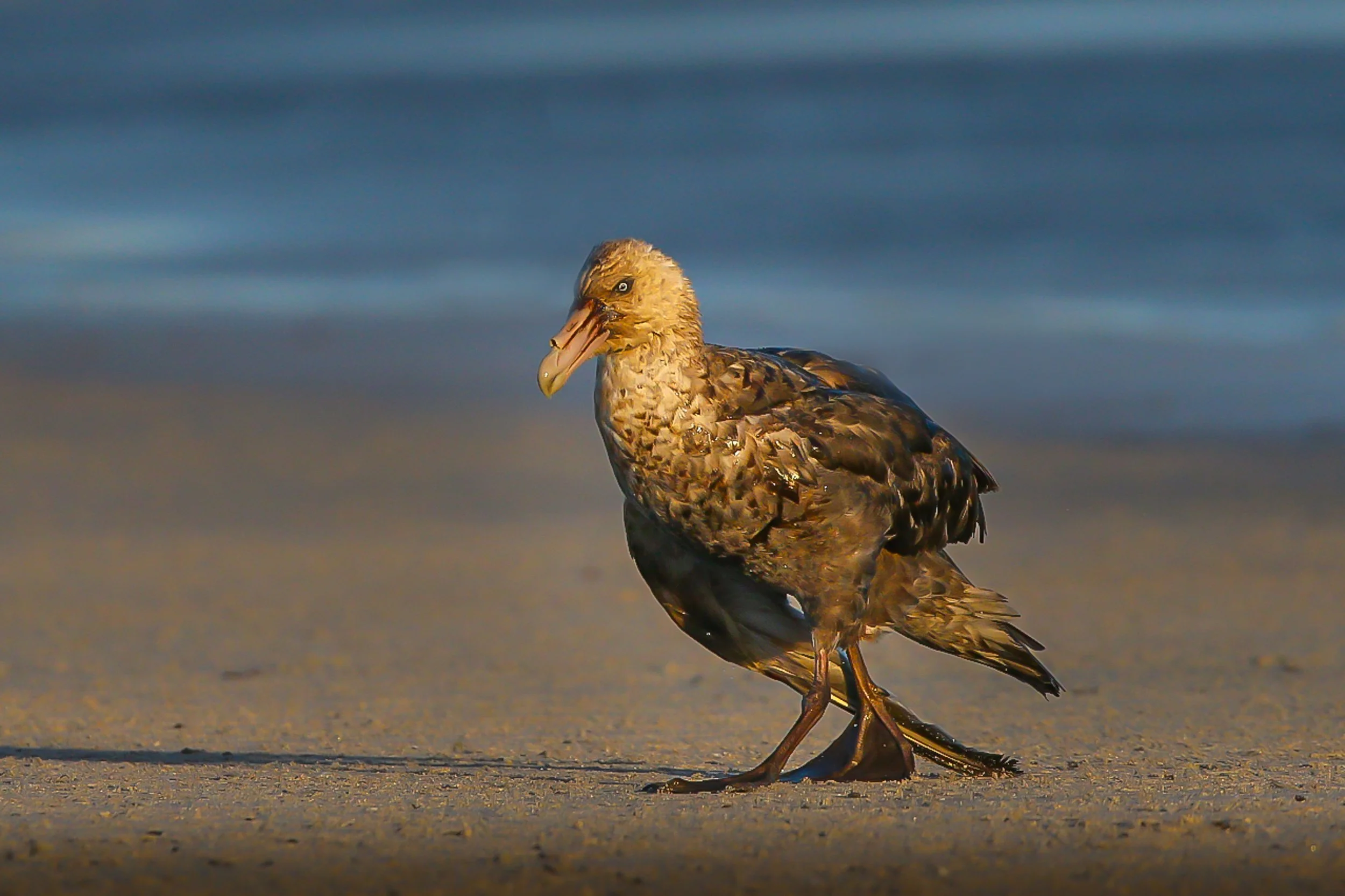 Falklands 10 (688 of 1273).jpg