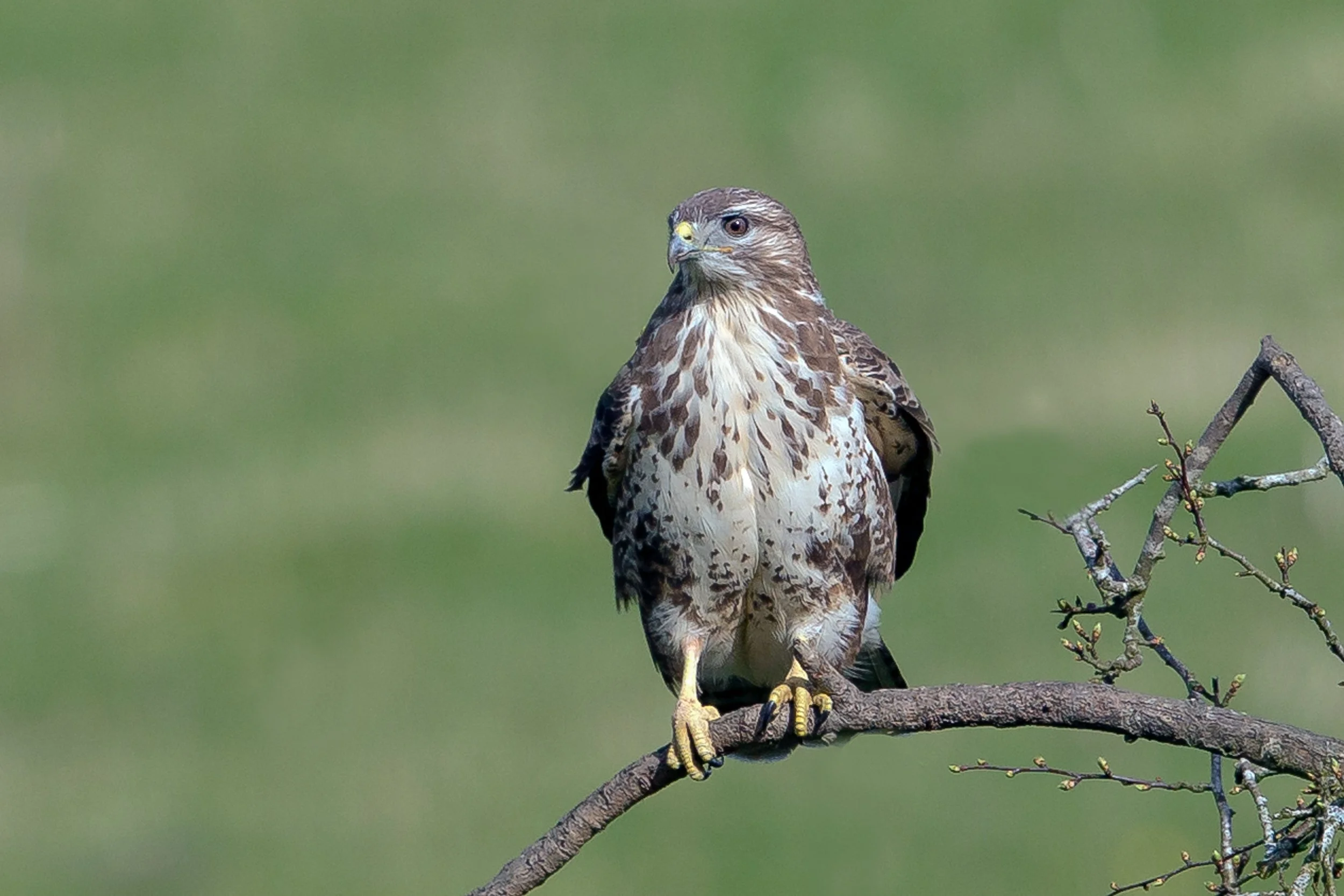 Red Kites 6.jpg