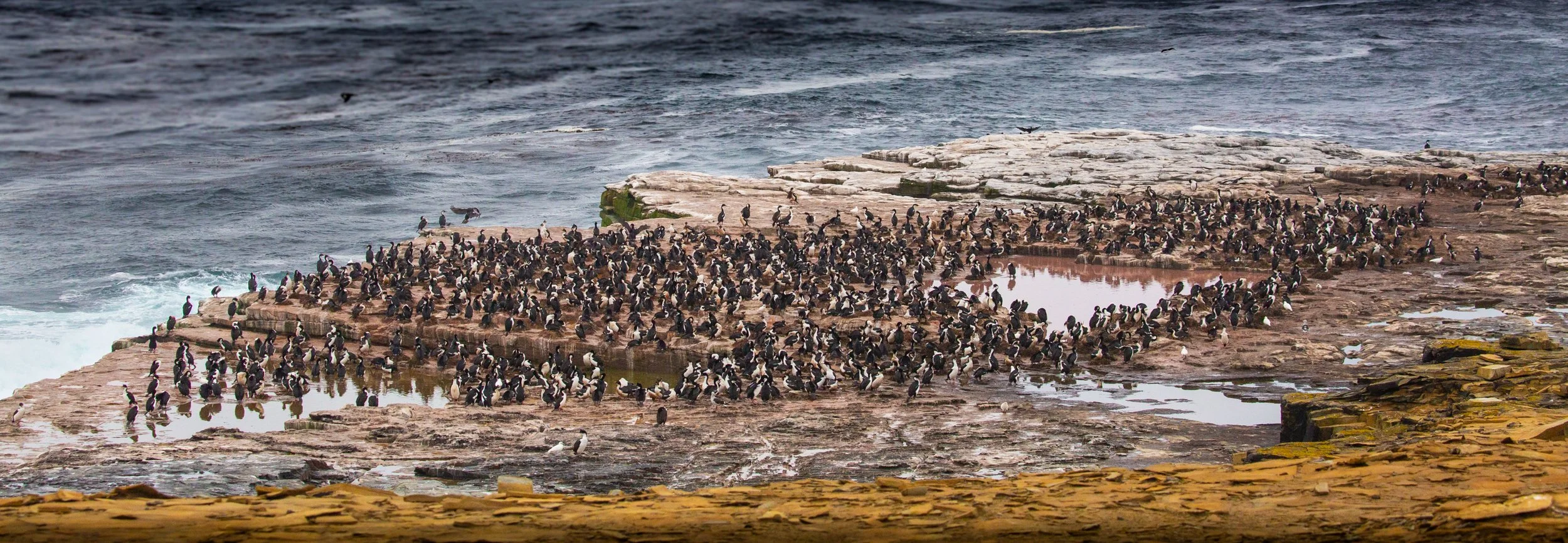 Falklands 8 (672 of 2696).jpg