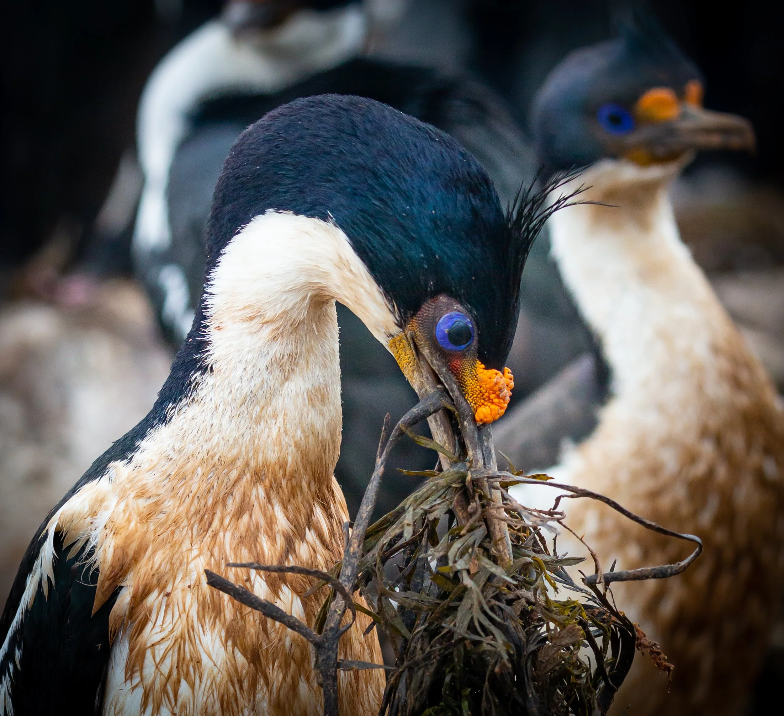 Falklands 8 (588 of 2696).jpg