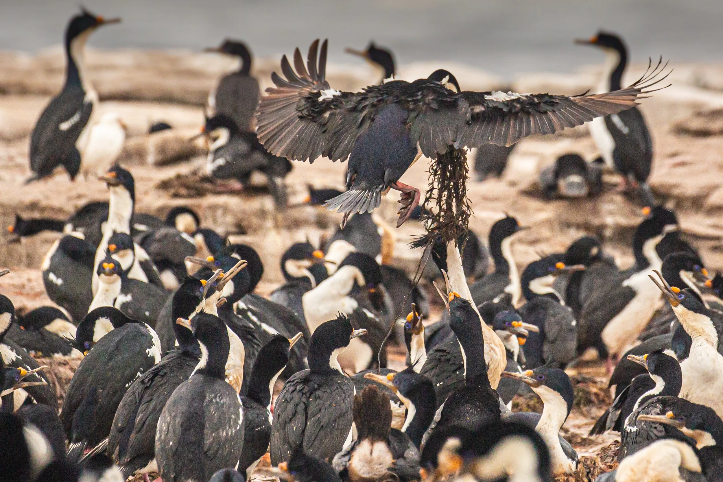 Falklands 8 (534 of 2696).jpg