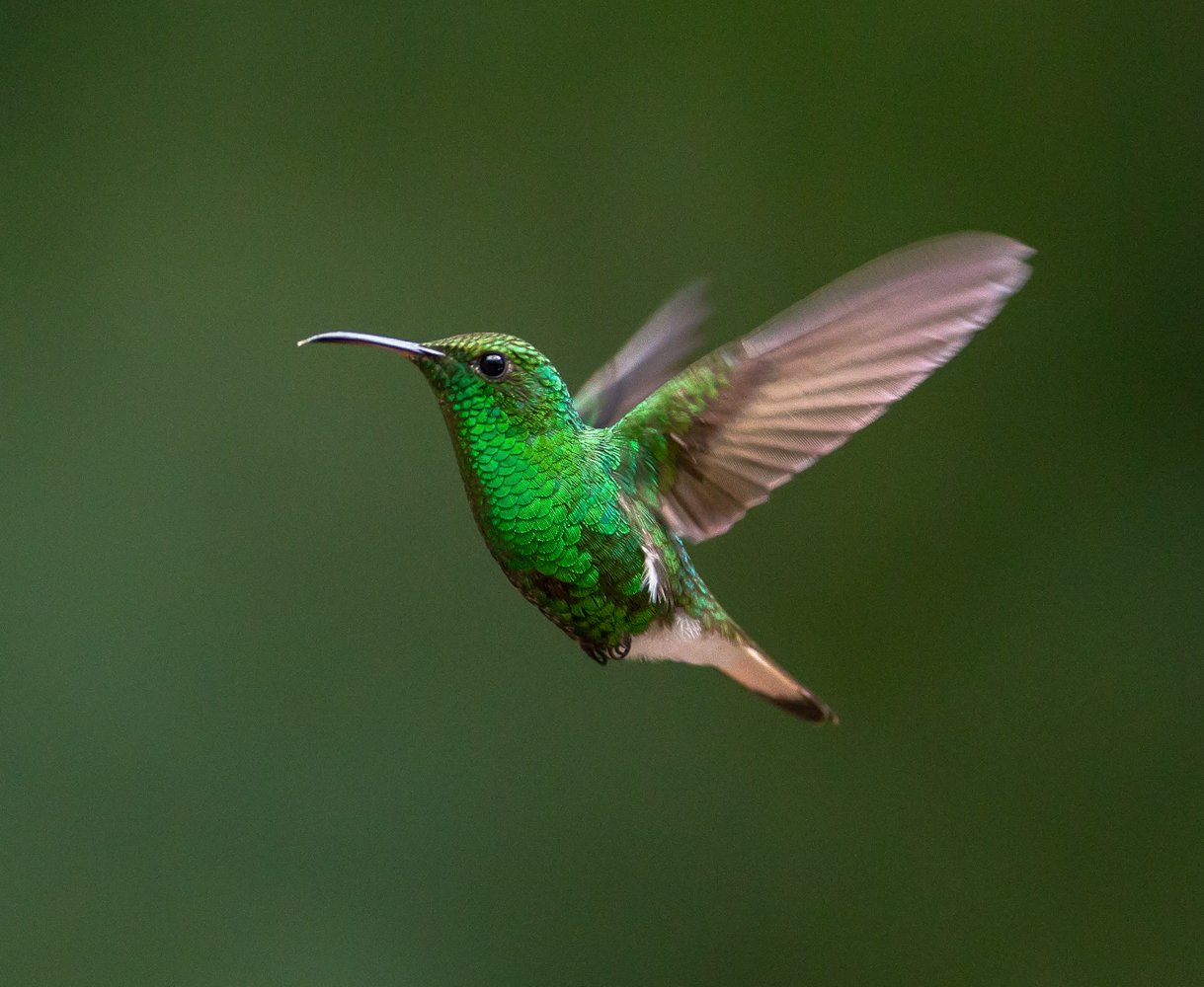 Costa Rica (2532 of 3839)-Edit-Edit.jpg