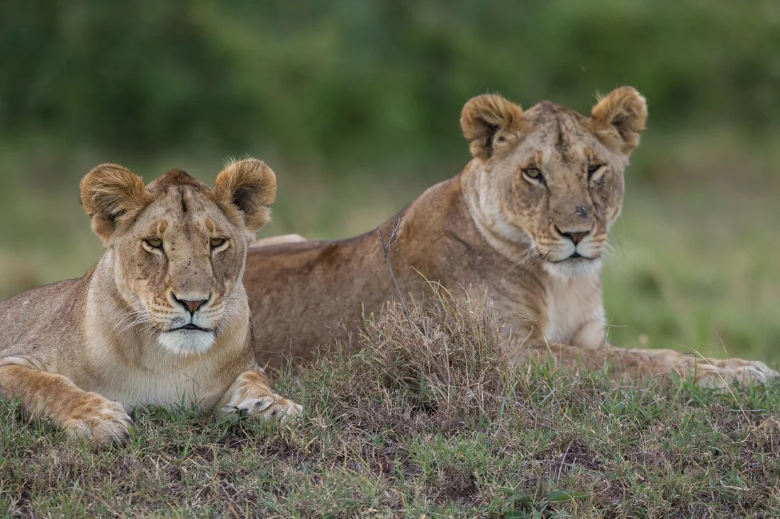 Massai Mara, Kenya  2011 14-4992.jpg
