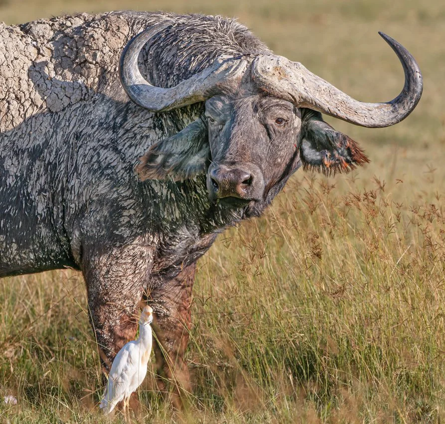 Lake Nukuru, Kenya  2011 13-57-DxO_DeepPRIME XD2s-Edit.jpg