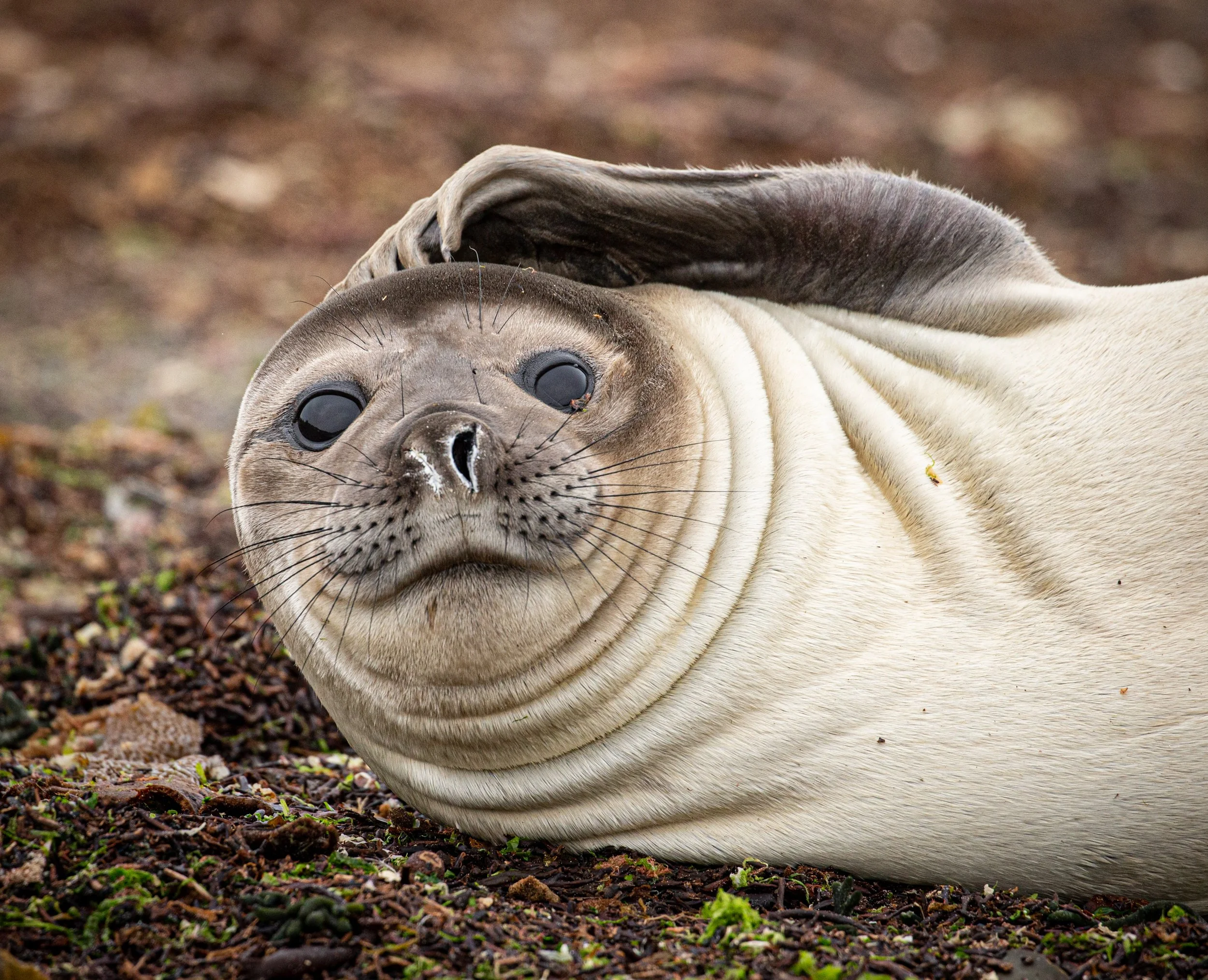 Falklands 3 (16 of 1118).jpg