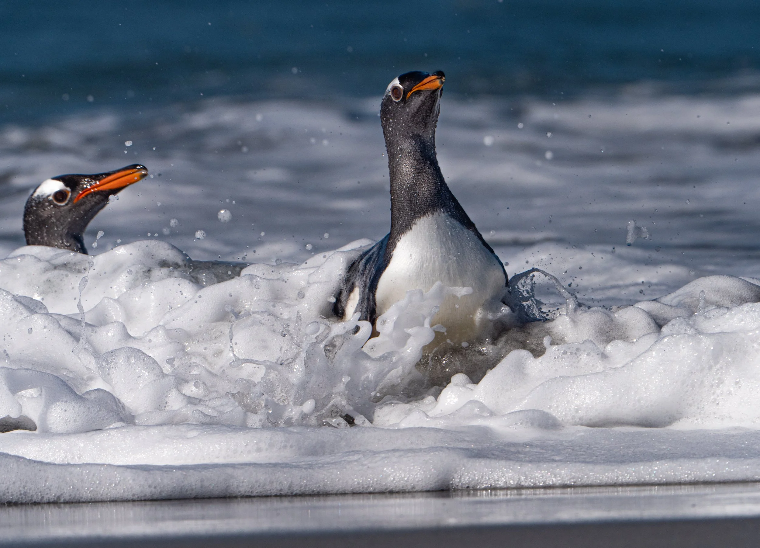 Lumix  4 (206 of 712).jpg