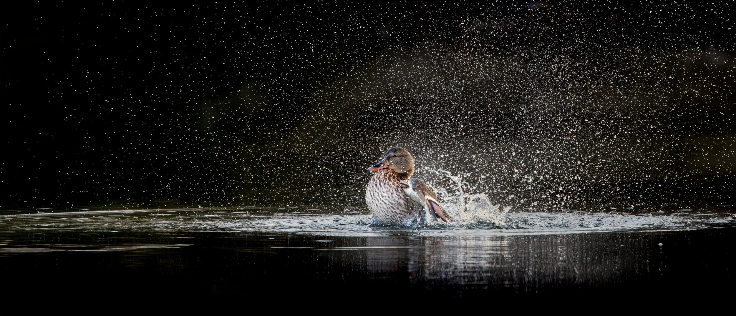 untitled (1 of 101)-CR3_DxO_DeepPRIME-Edit.jpg