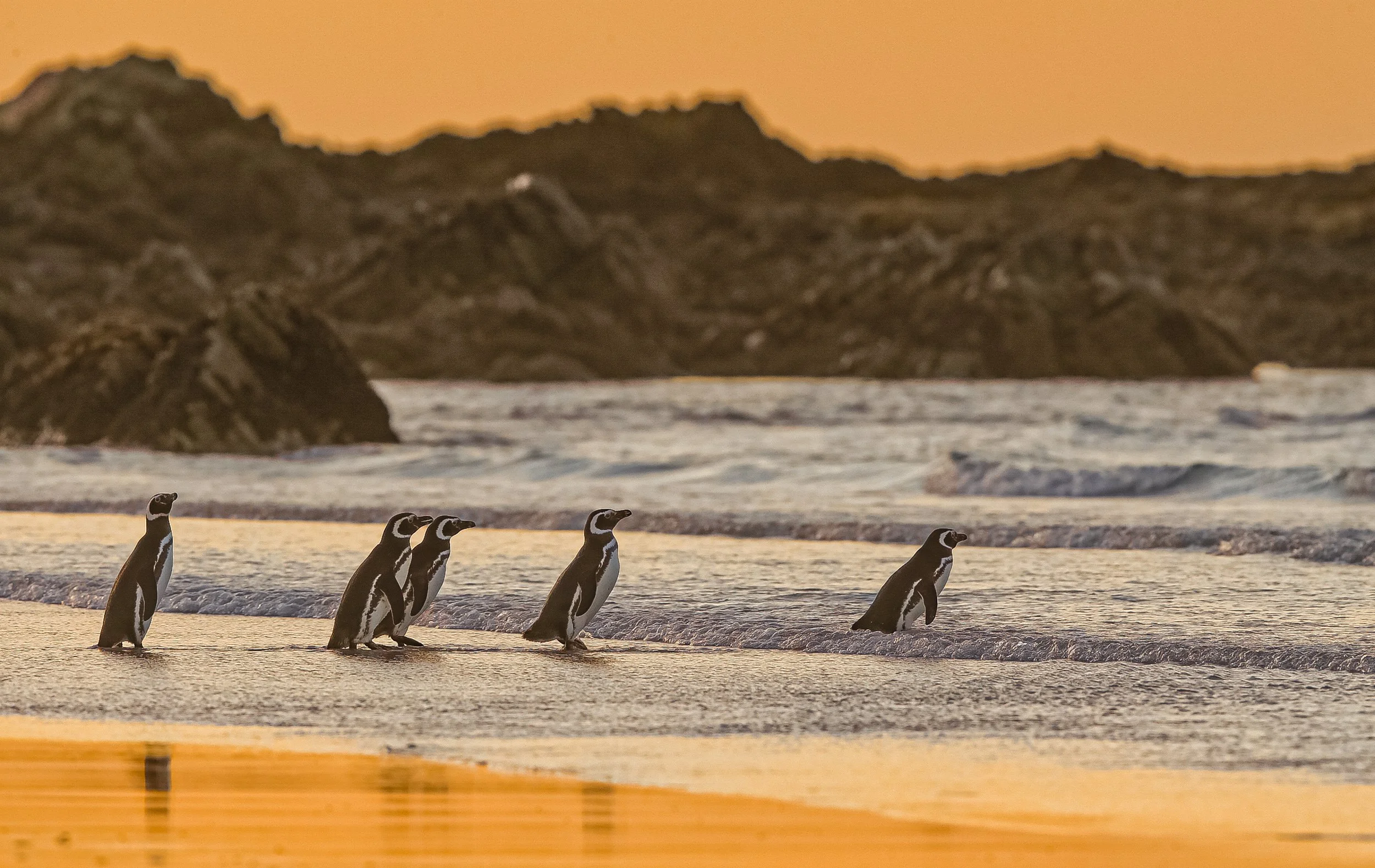 Falklands 10 (467 of 680).jpg