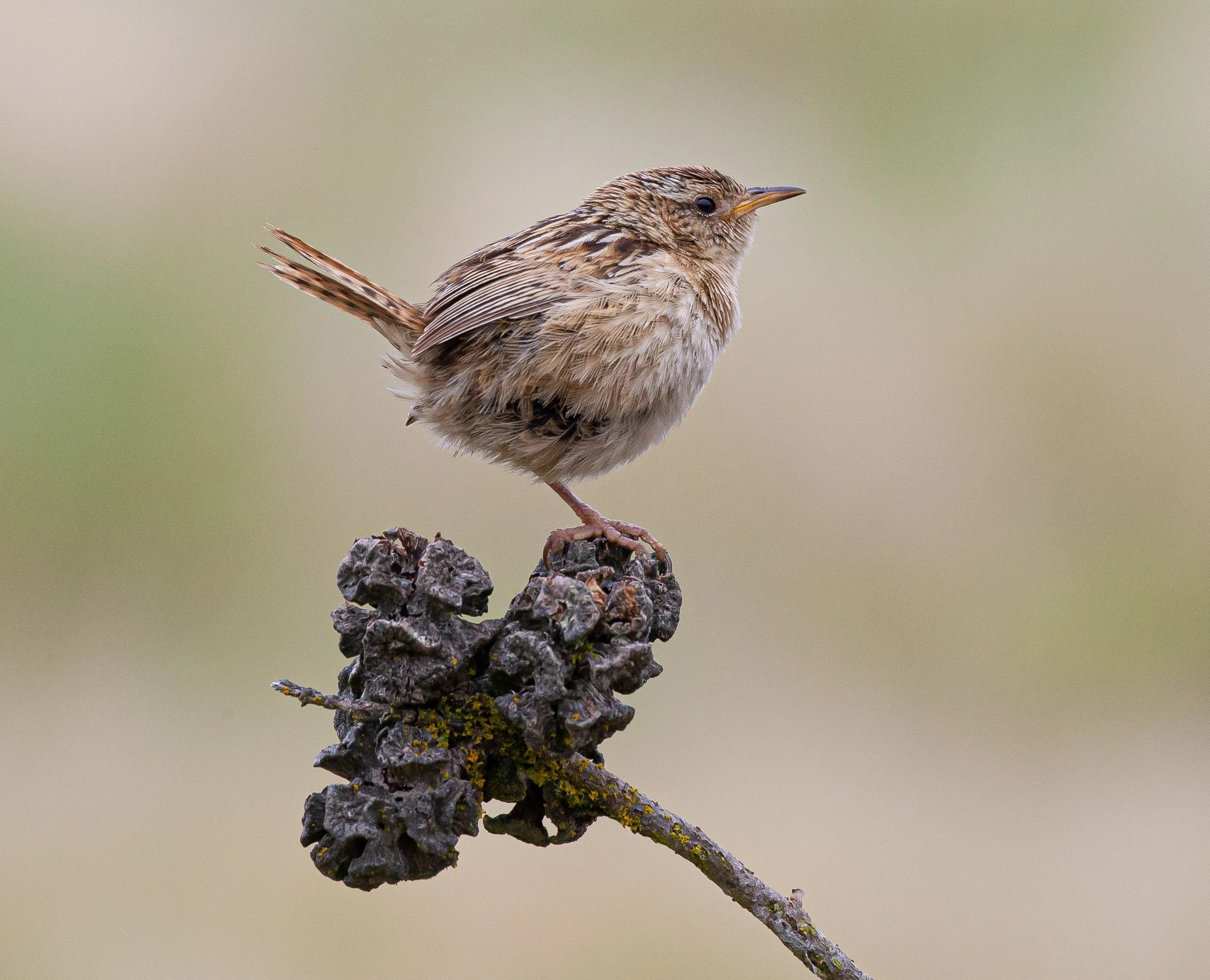Falklands 3 (621 of 1118).jpg