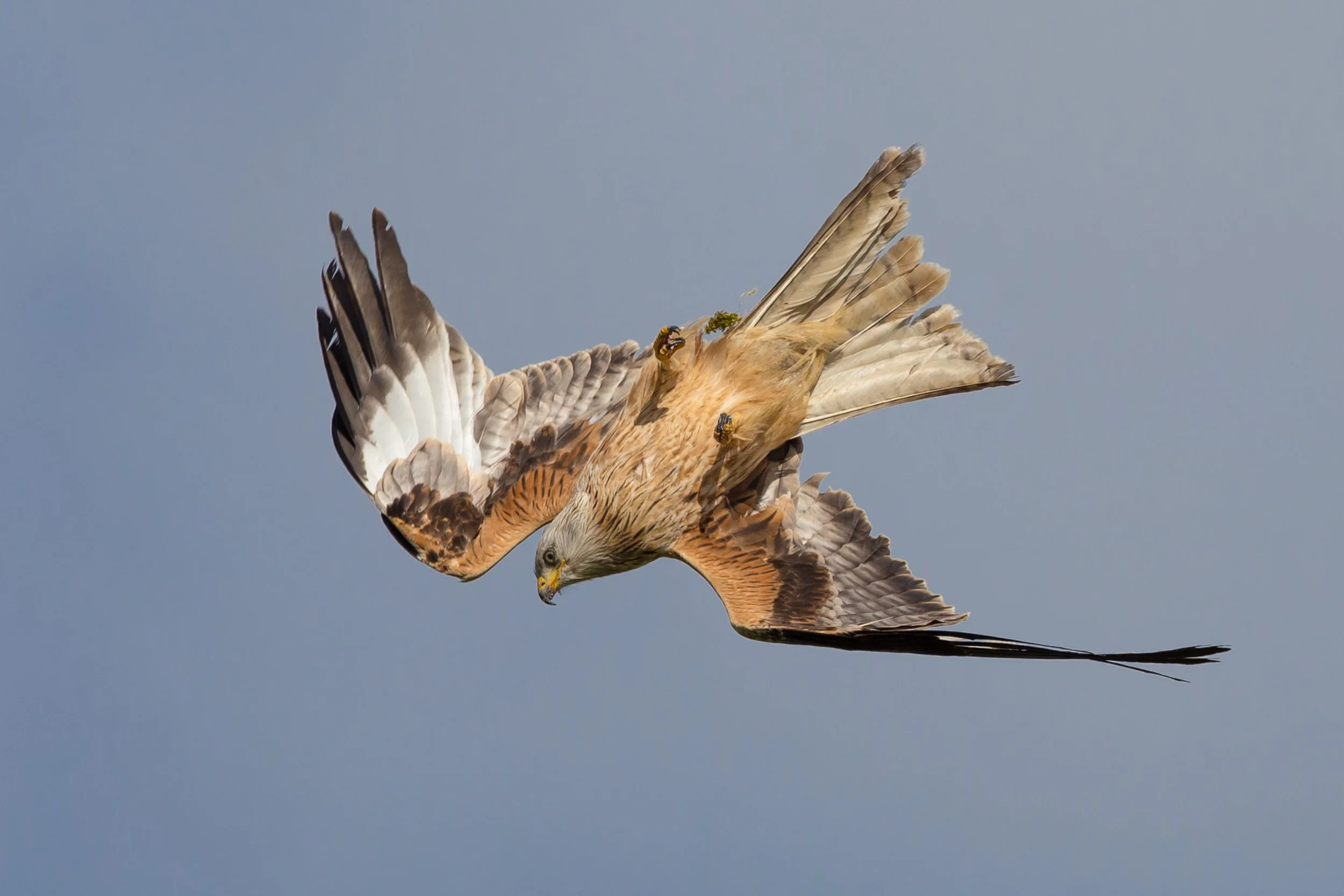 Red Kites 210-67.jpg