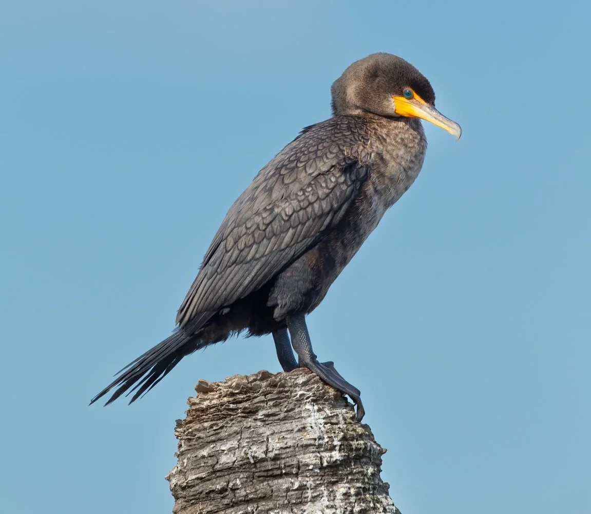 Viera Wetlands (868 of 777)-Edit.jpg