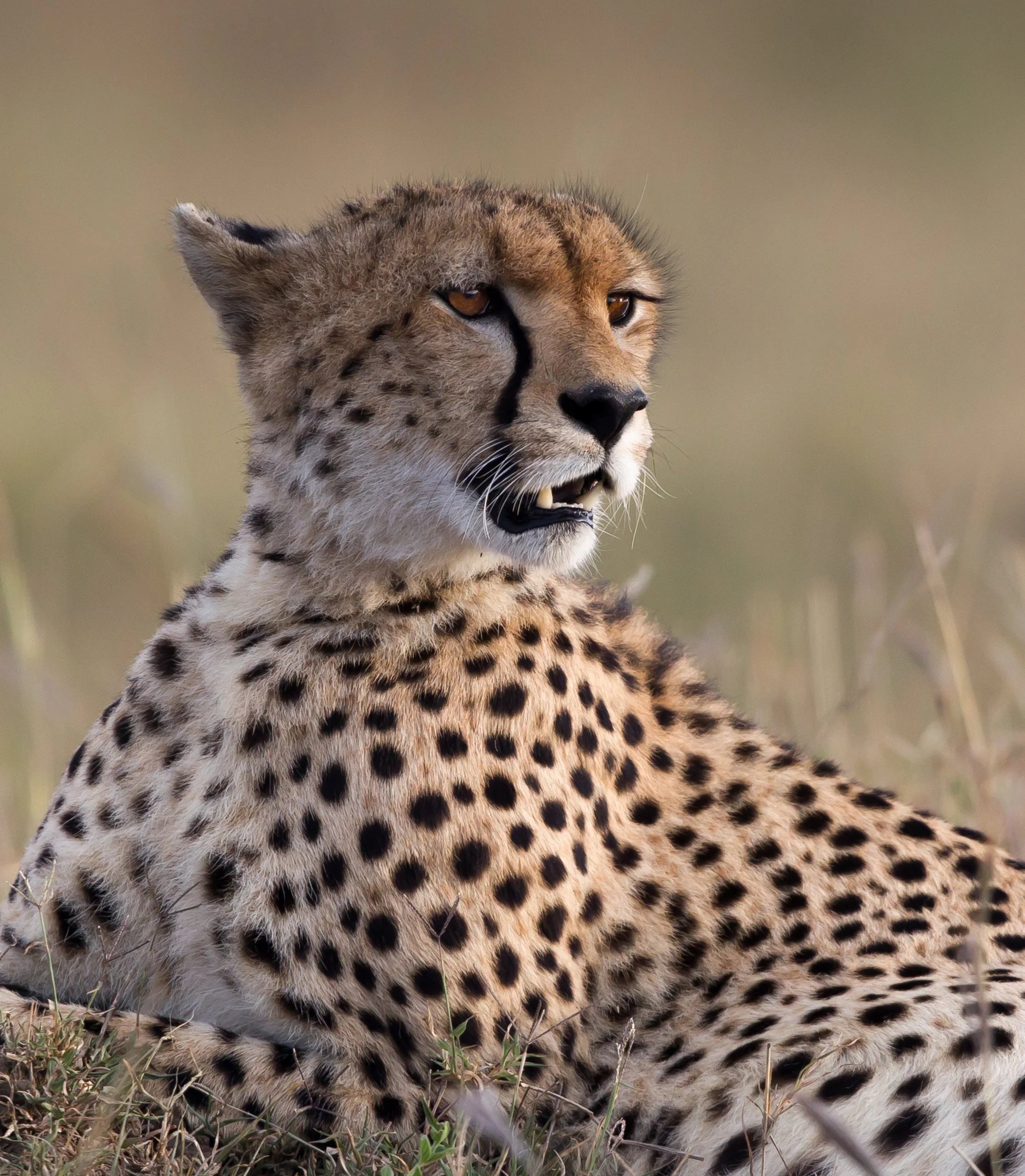 Massai Mara, Kenya  2011 14-5590-Edit.jpg
