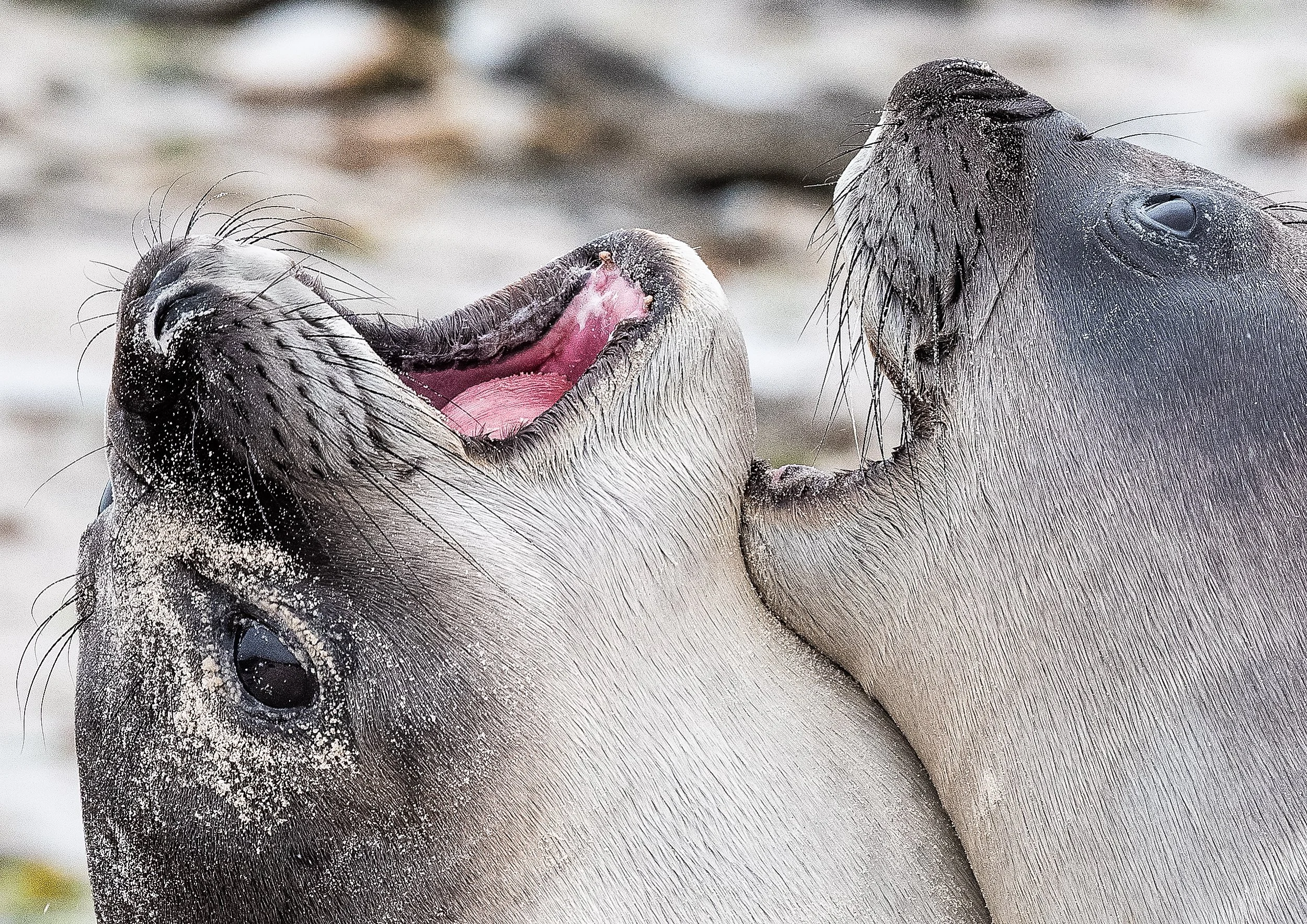 Lumix  3 (36 of 579)-Edit.jpg