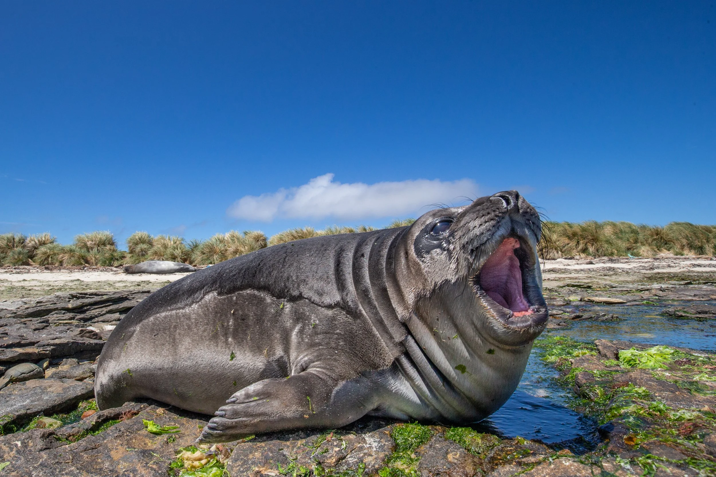 Falklands 1 (155 of 944).jpg