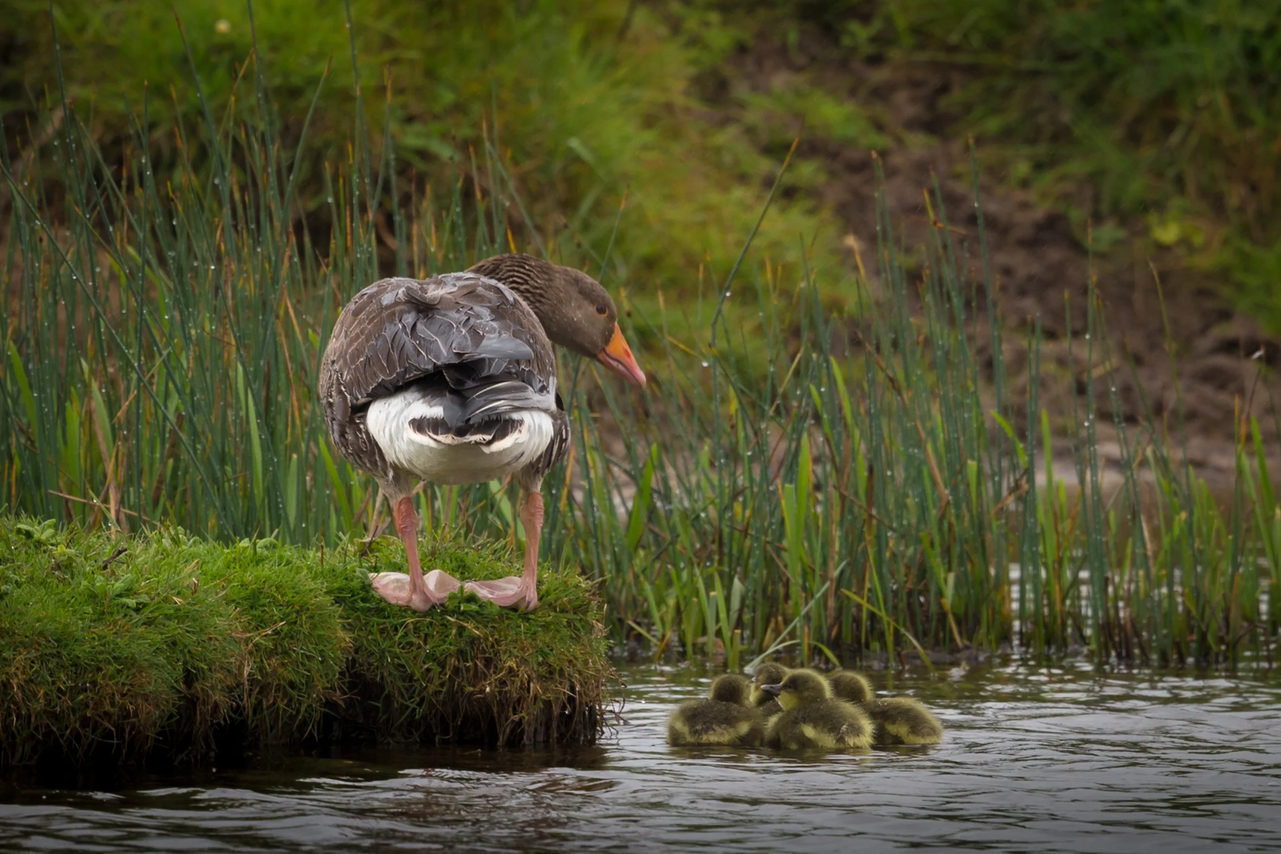 Norfolk27May 08, 2014-431.jpg