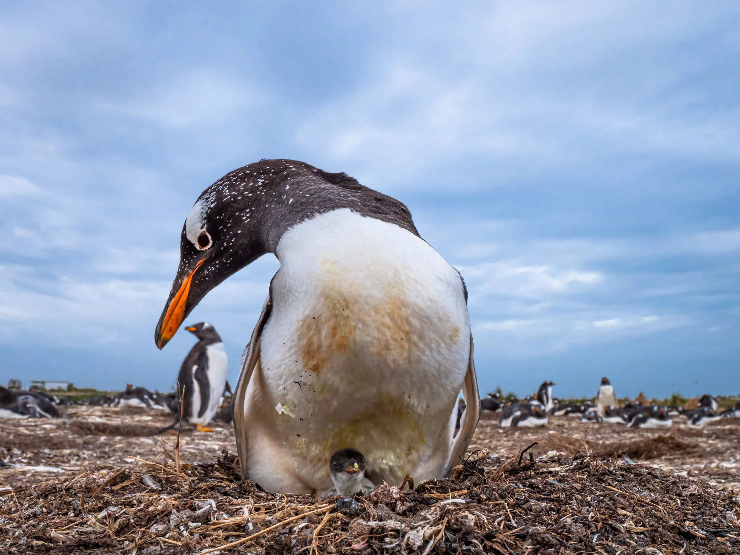 Falklands 8 (1929 of 2696).jpg