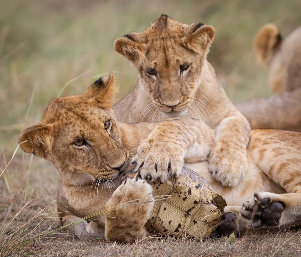 Masai Mara, Kenya  2011 14-6260.jpg