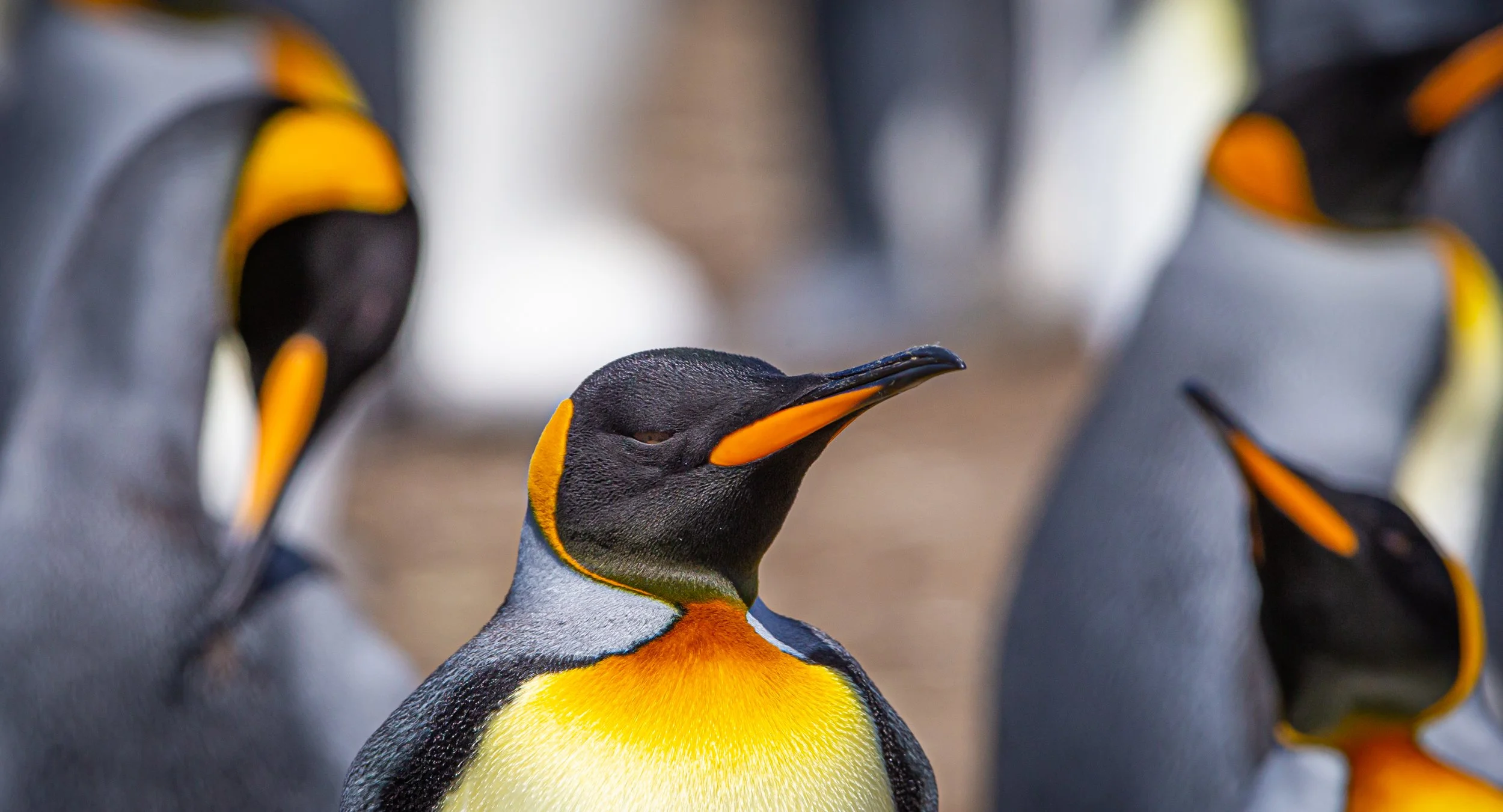 Falklands 10 (216 of 680).jpg