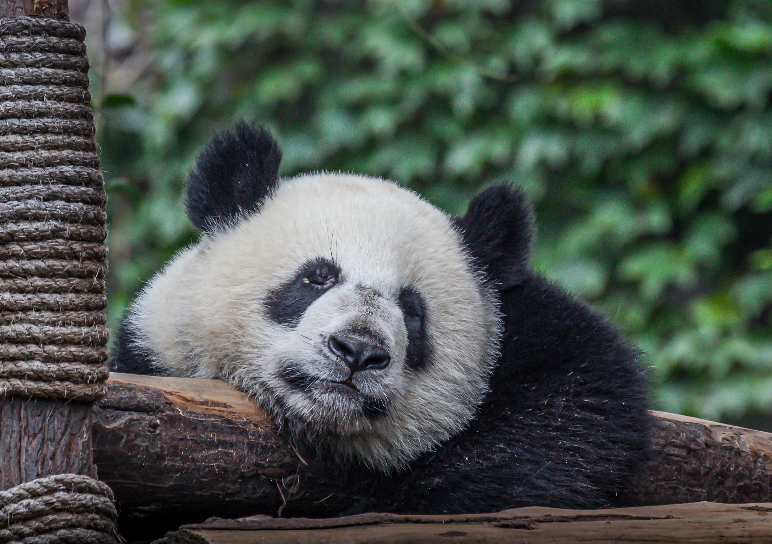 Chinese Hol Aug 2009   468.jpg