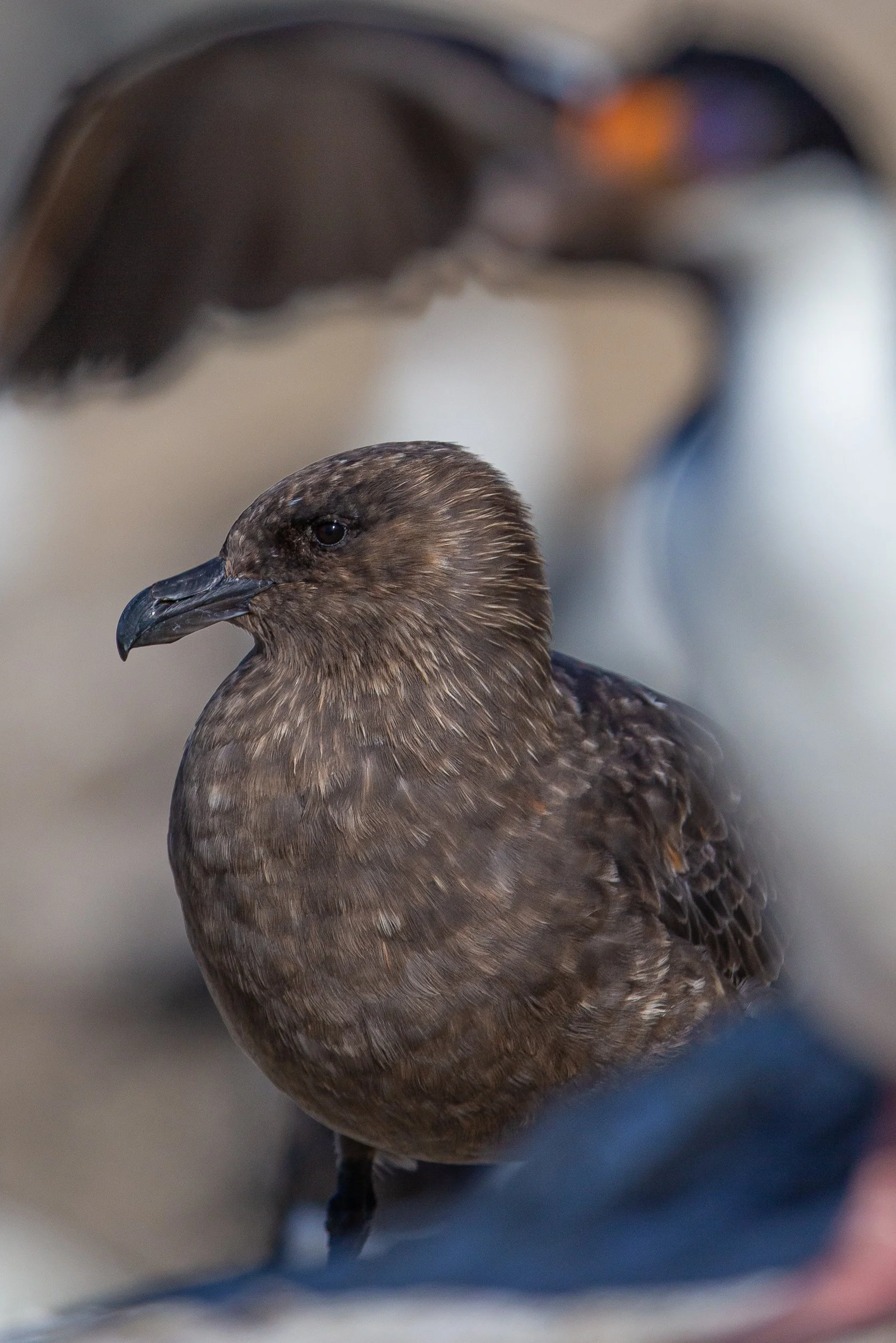 Falklands 1 (791 of 944).jpg
