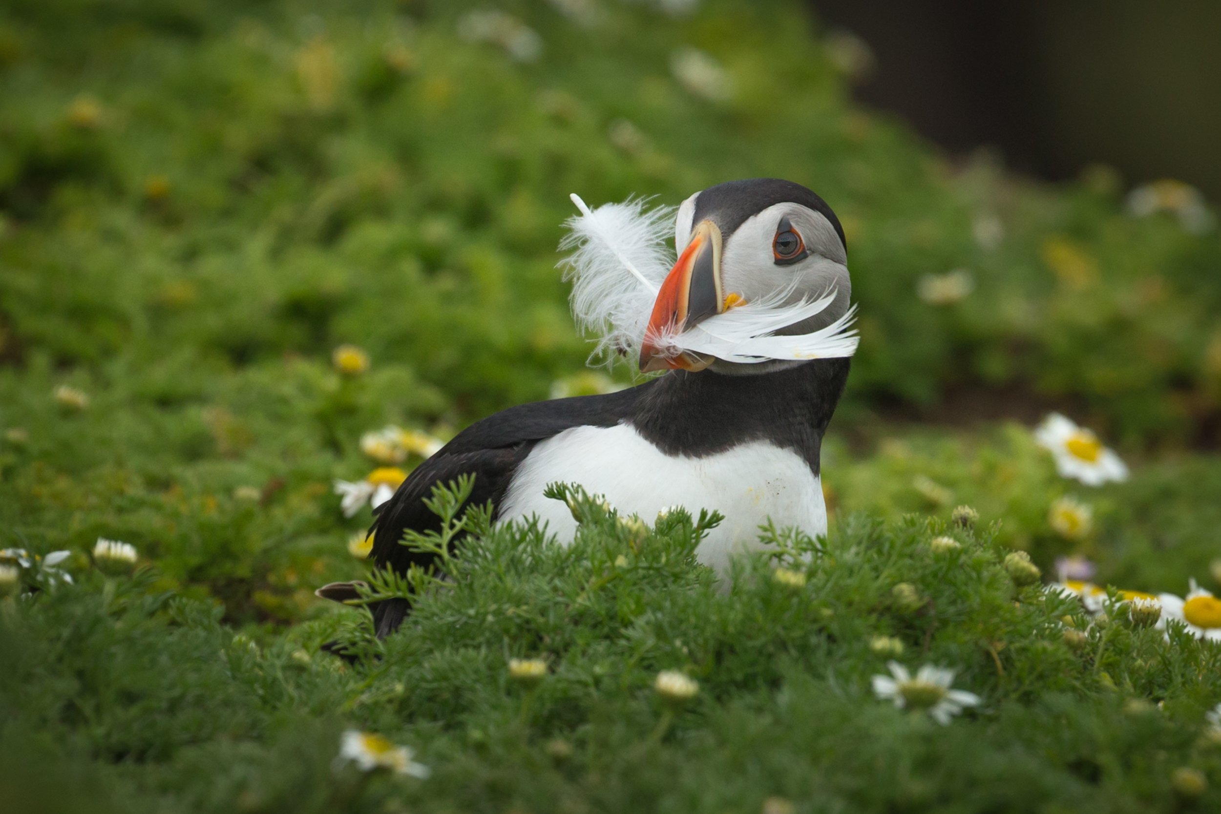 Skomer (309 of 616).jpg
