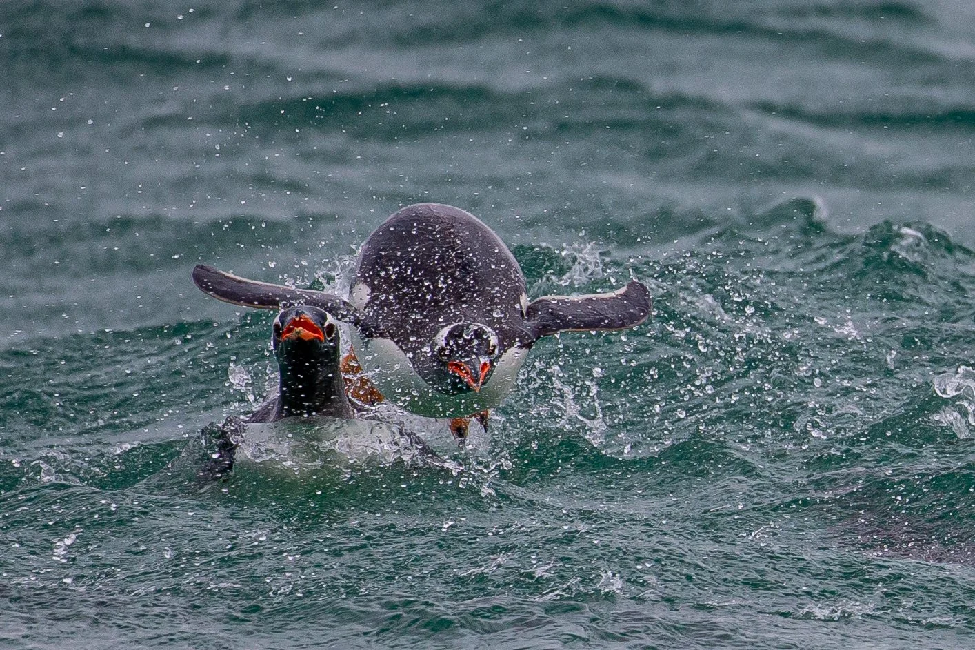 Falklands 3 (214 of 1118).jpg