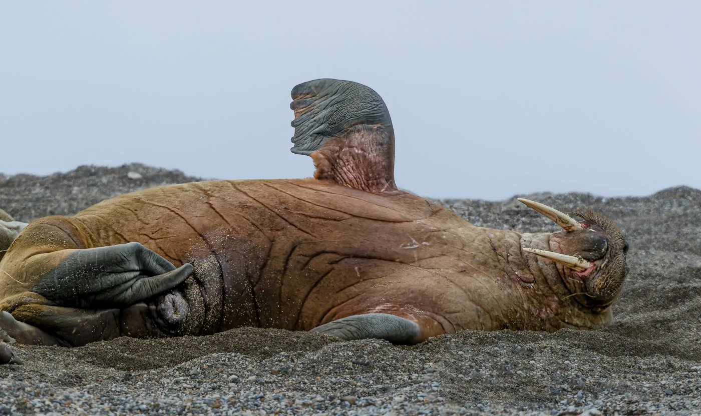 Walrus cr2.jpg