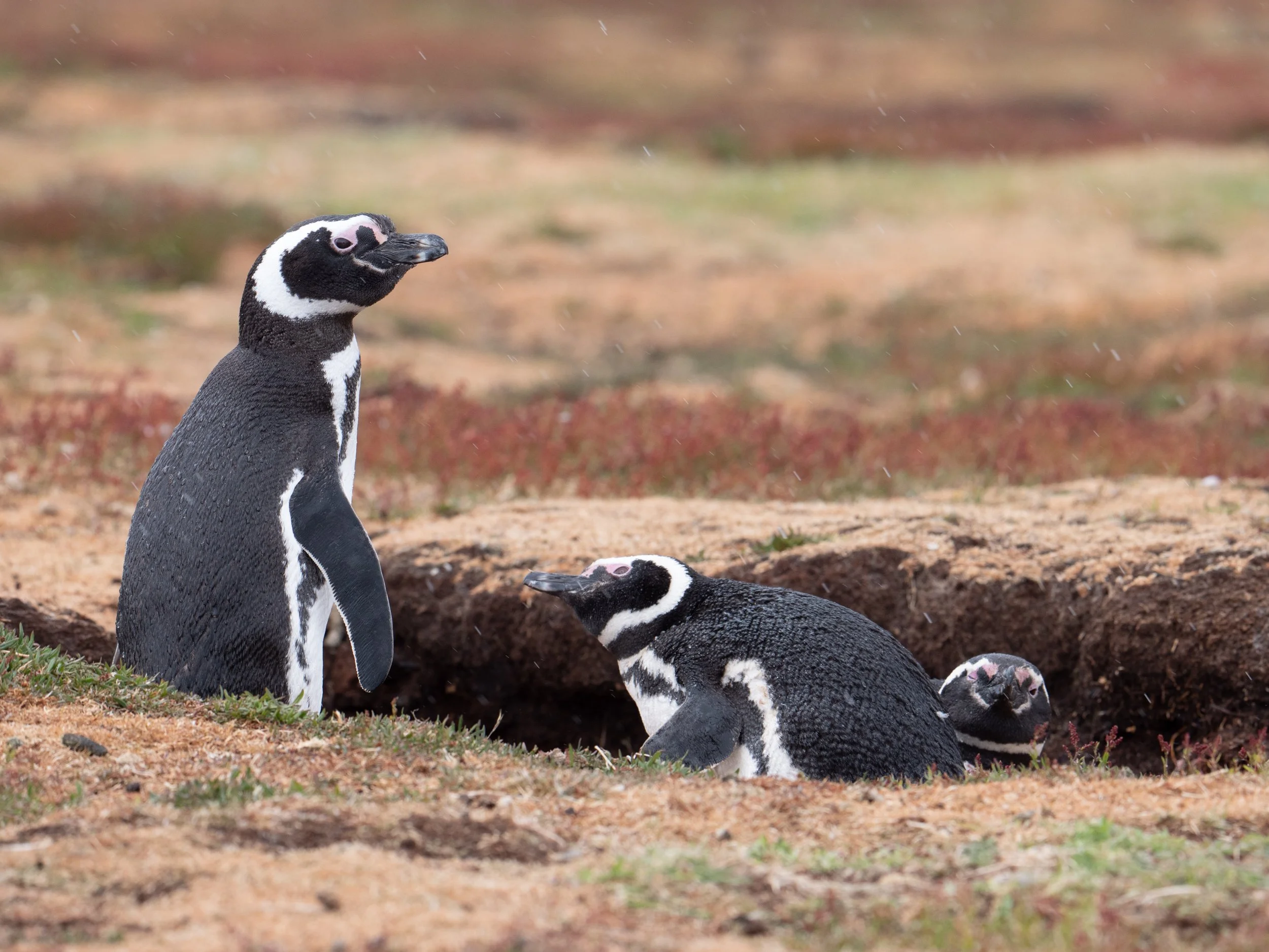 Lumix  Carcass Island (82 of 268).jpg