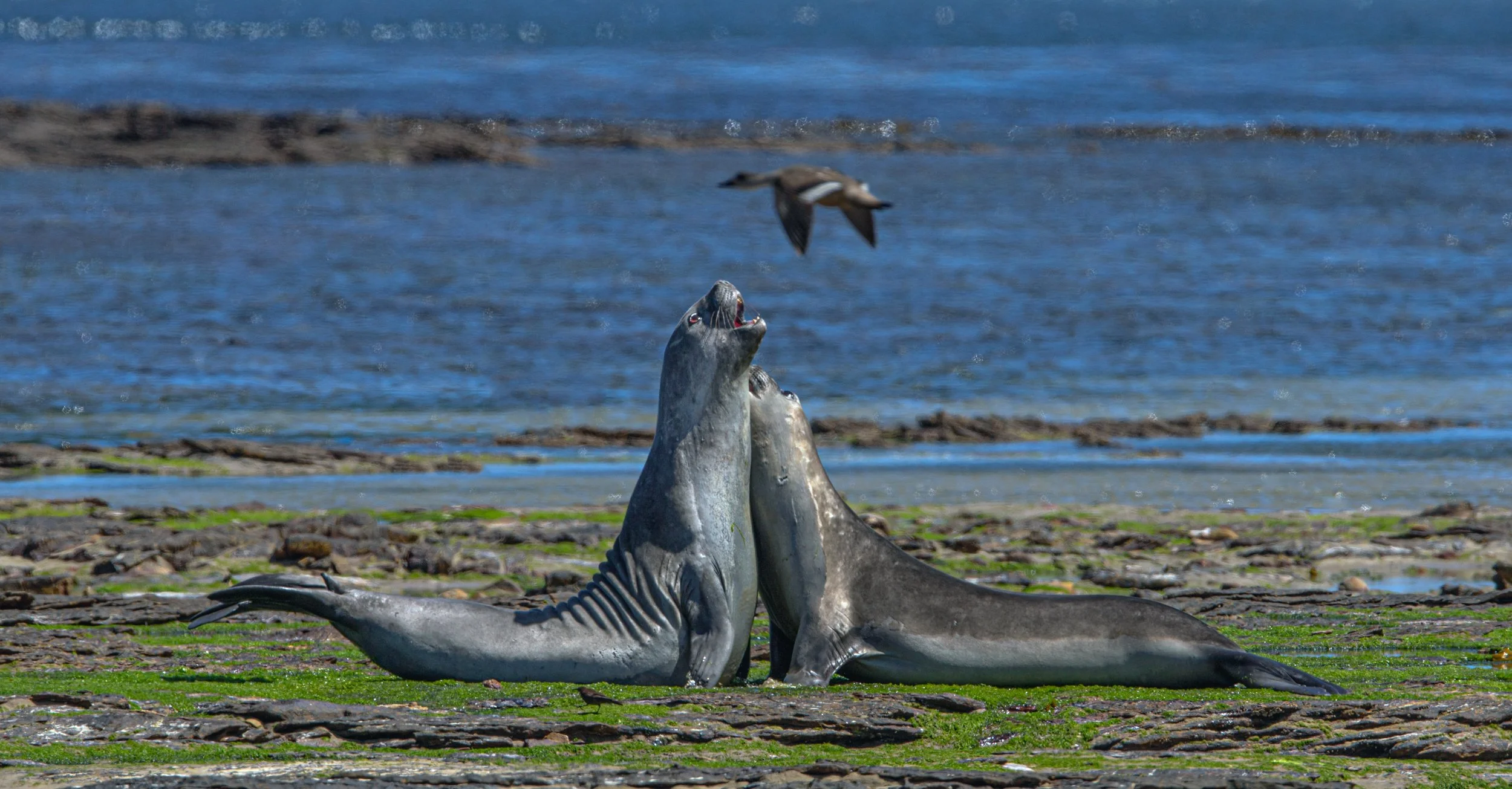 Falklands 1 (13 of 944).2.jpg