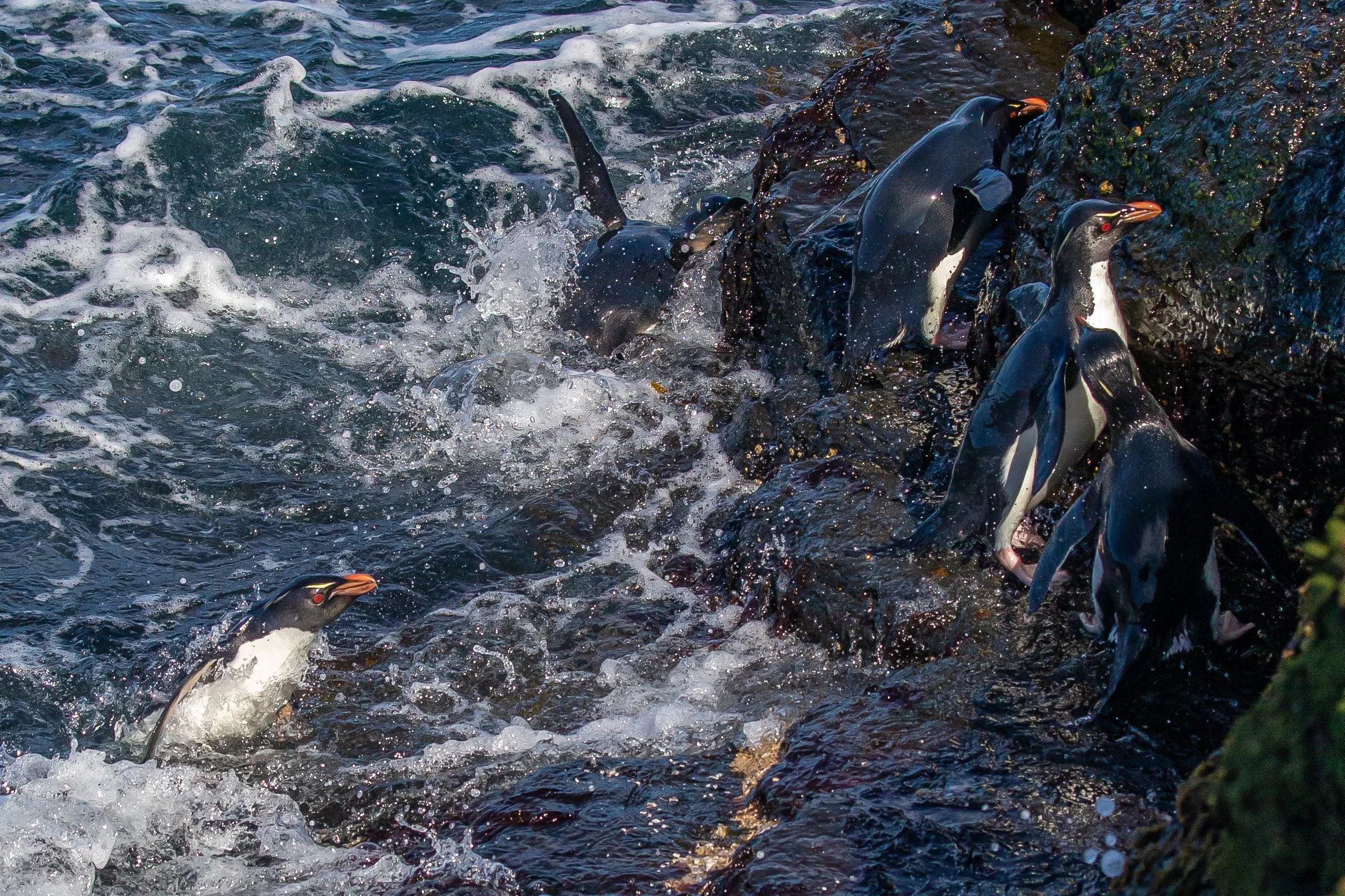 Falklands 8 (1506 of 2696).jpg