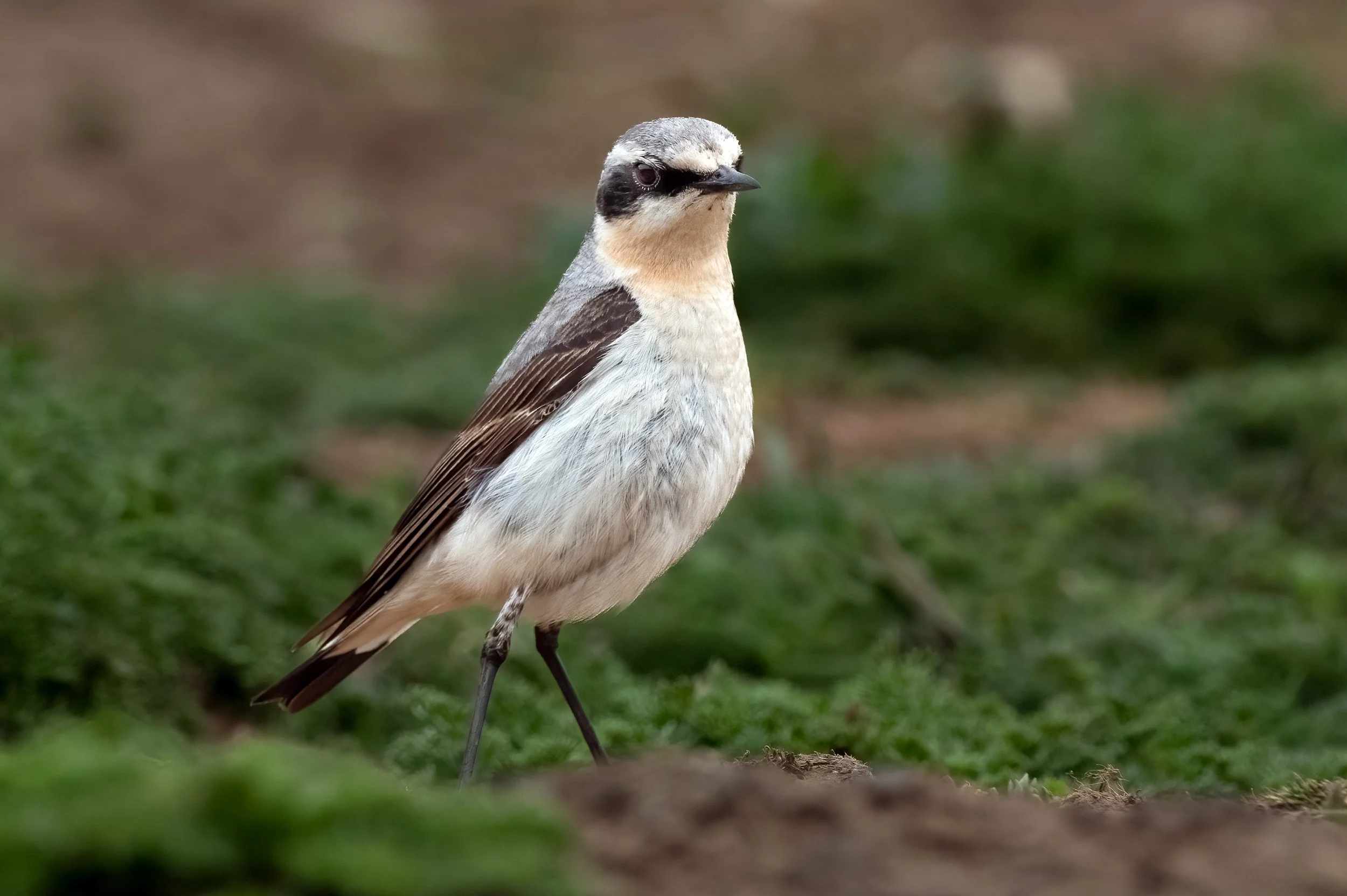 untitled (954 of 1928)-Edit2-Edit.jpg