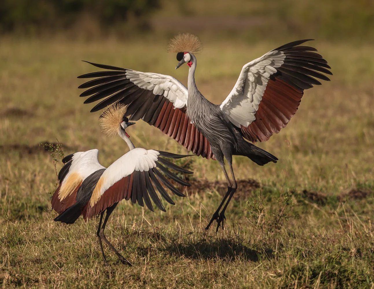 Massai Mara, Kenya  2011 14-6465.jpg