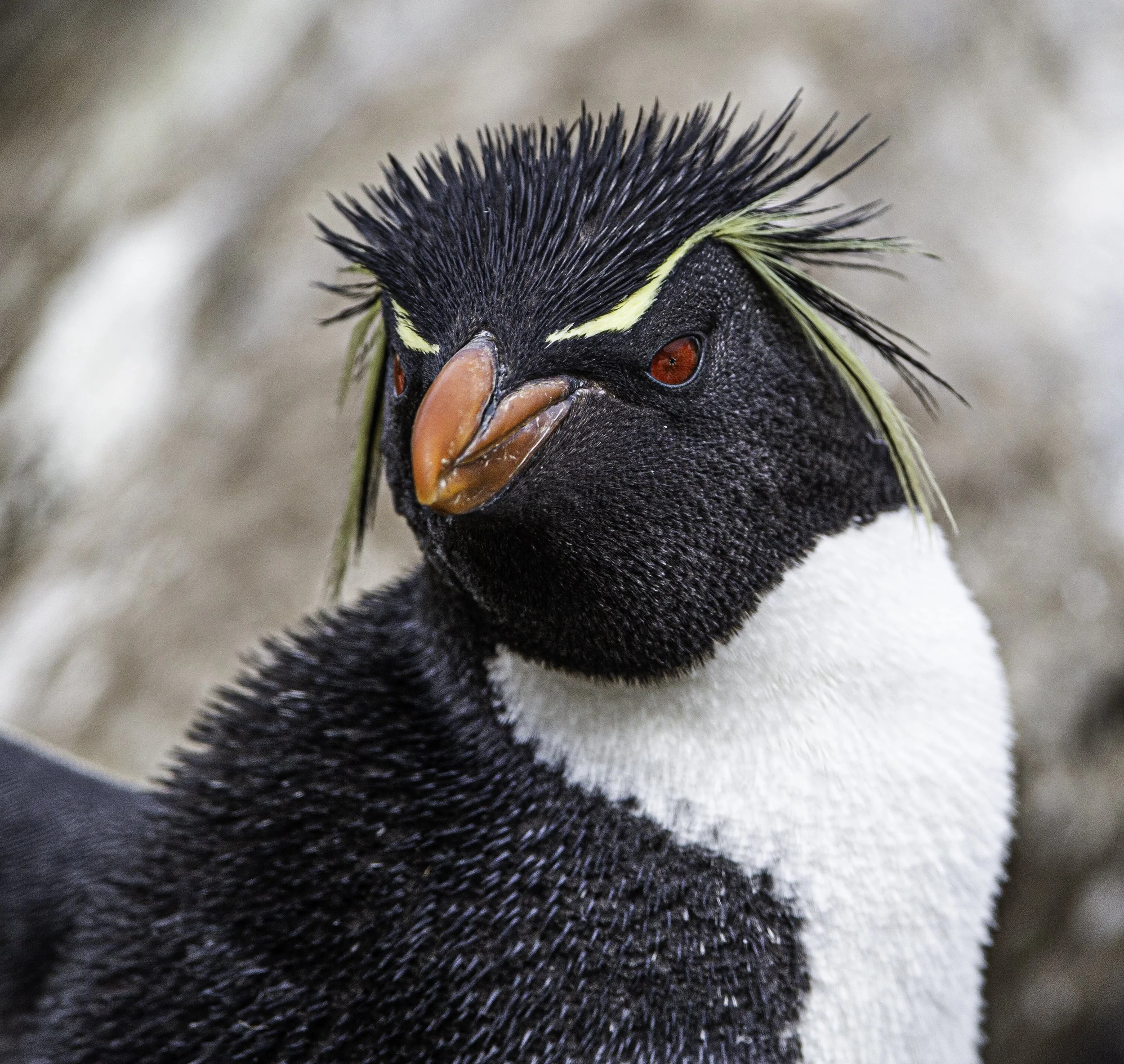 Falklands 2 (396 of 1584).jpg