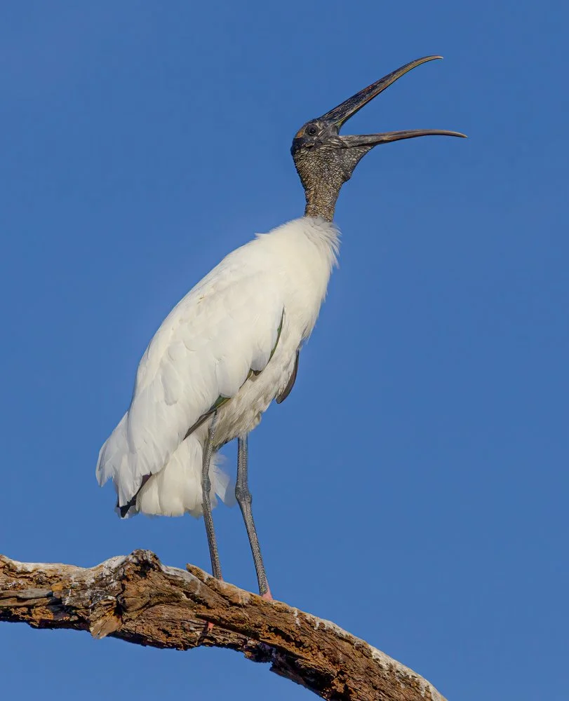 Florida Birds (1955 of 188)-Edit-Edit.jpg