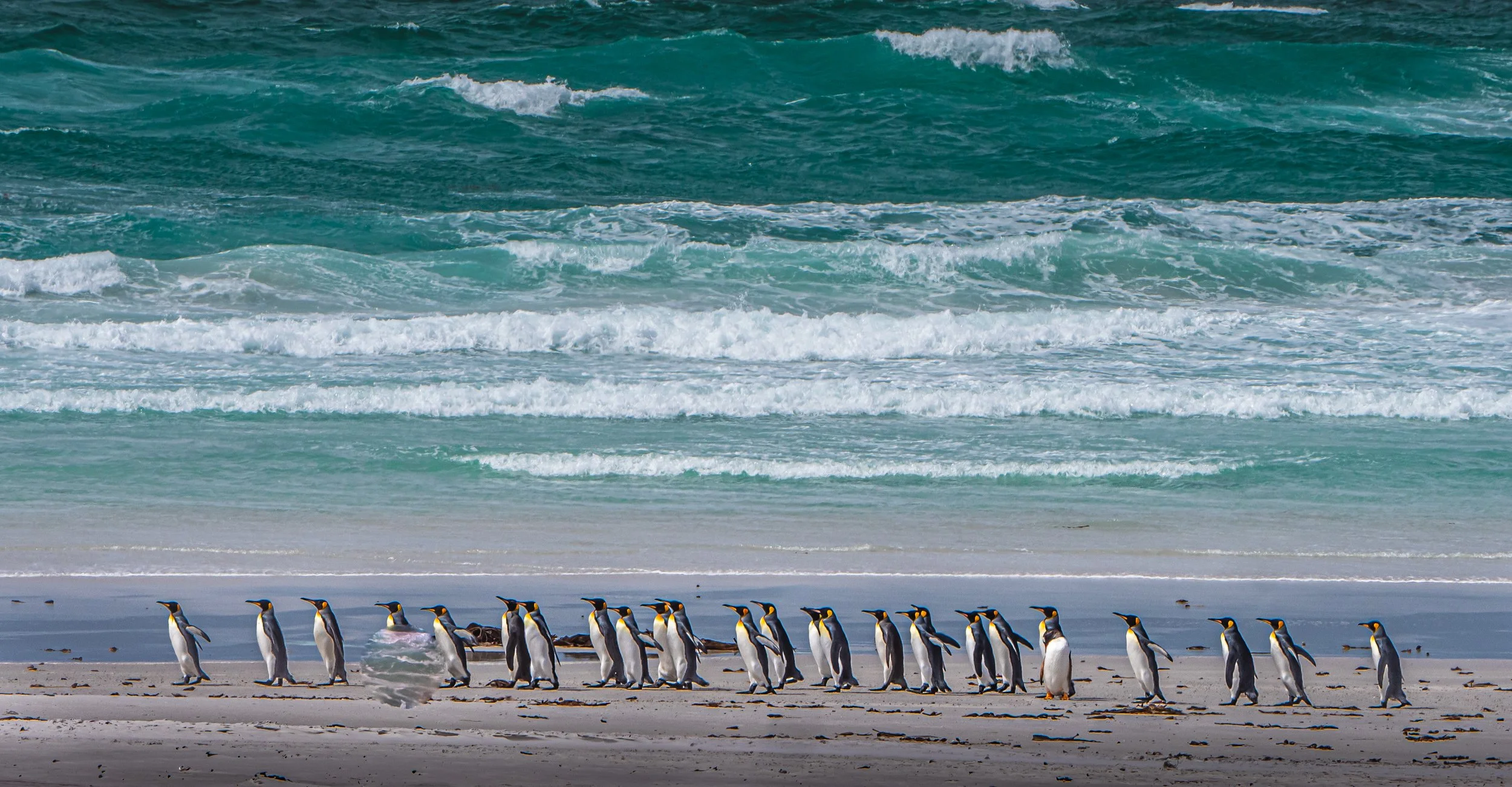 Falklands 10 (968 of 1273).jpg