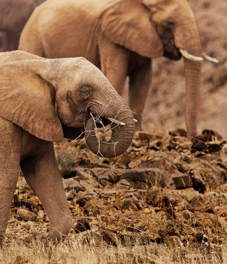 Namibia elephant.jpg