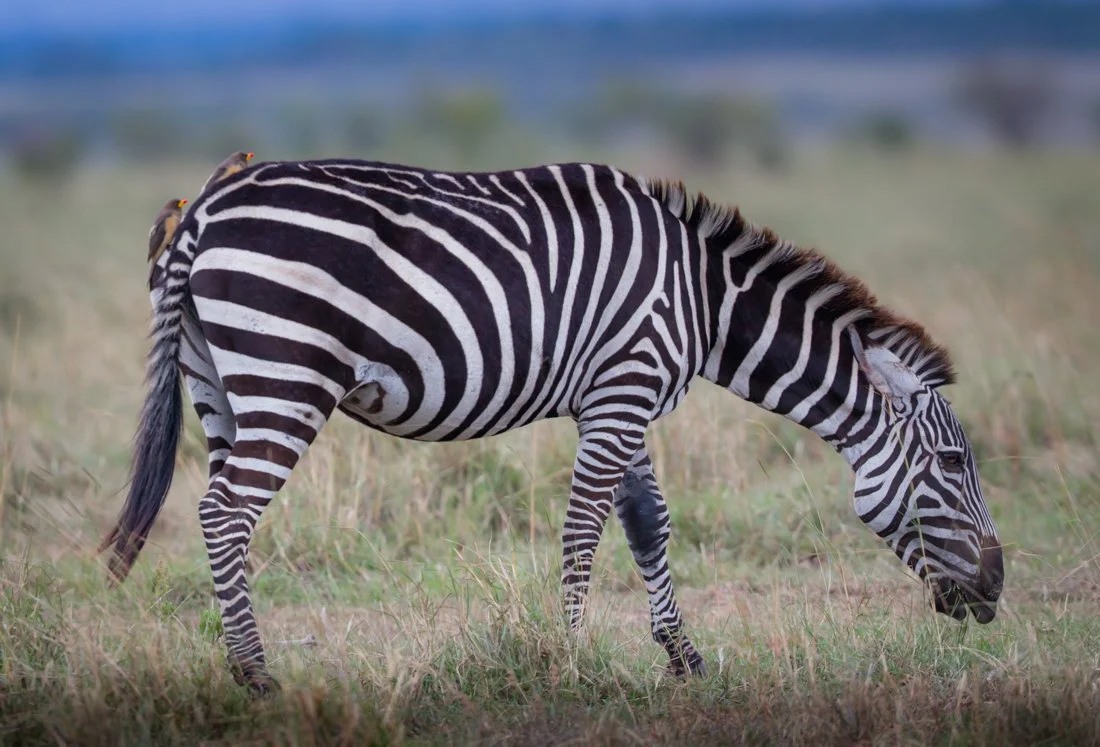 Massai Mara, Kenya  2011 14-6346.jpg