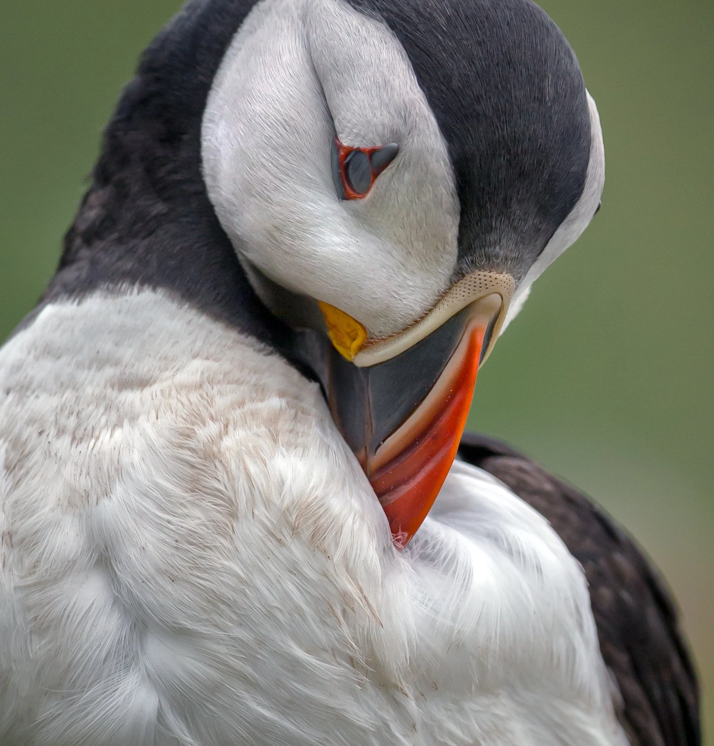 Skomer June 201414-69-Edit-Edit.jpg