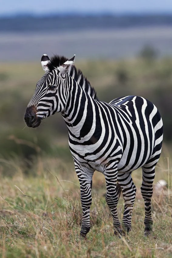 Massai Mara, Kenya  2011 14-6365-CR2-Edit.jpg