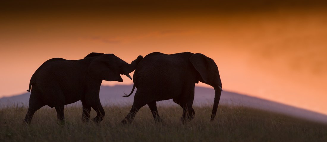 Elephant sunset-Edit2.jpg