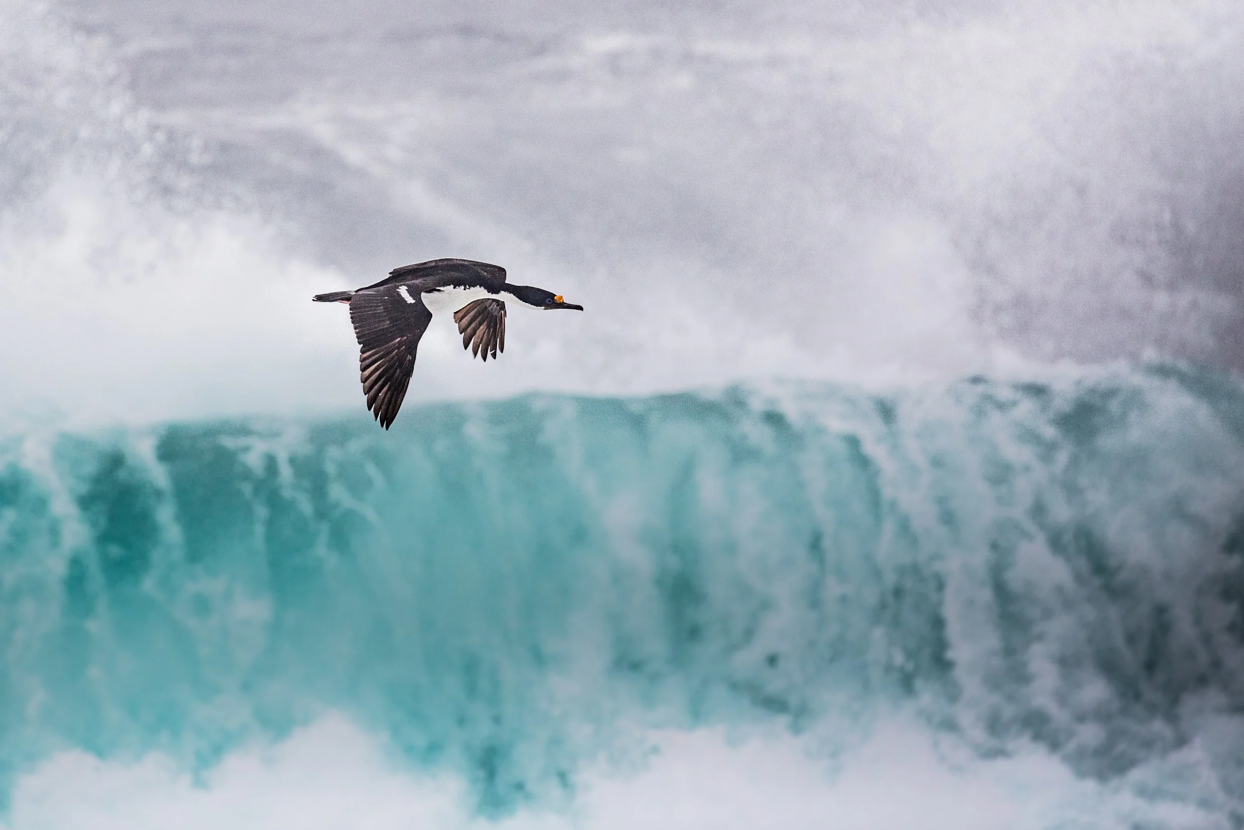 Falklands 8 (1050 of 2696).jpg