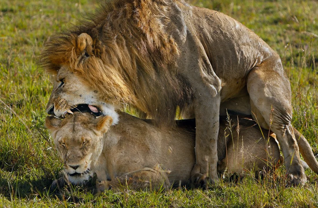 Massai Mara, Kenya  2011 14-412-DxO_DeepPRIME XD2s-Edit.jpg