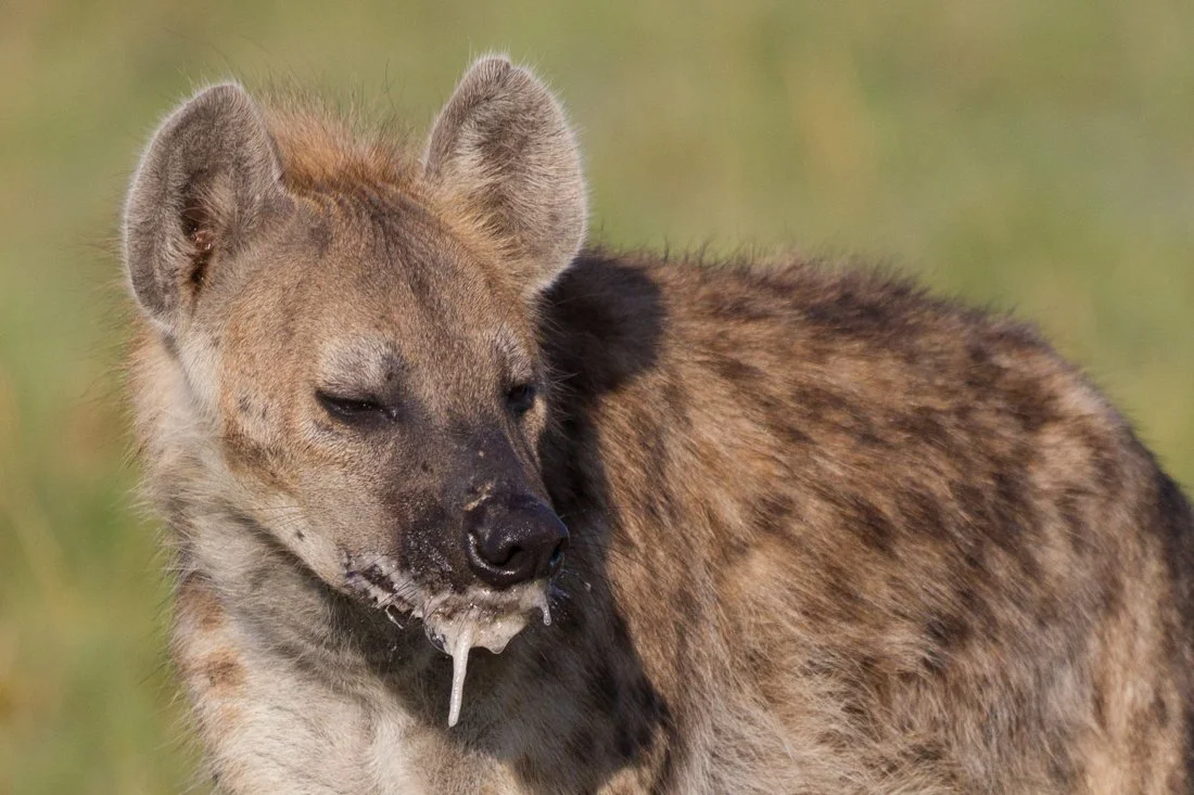 Massai Mara, Kenya  2011 14-2716.jpg