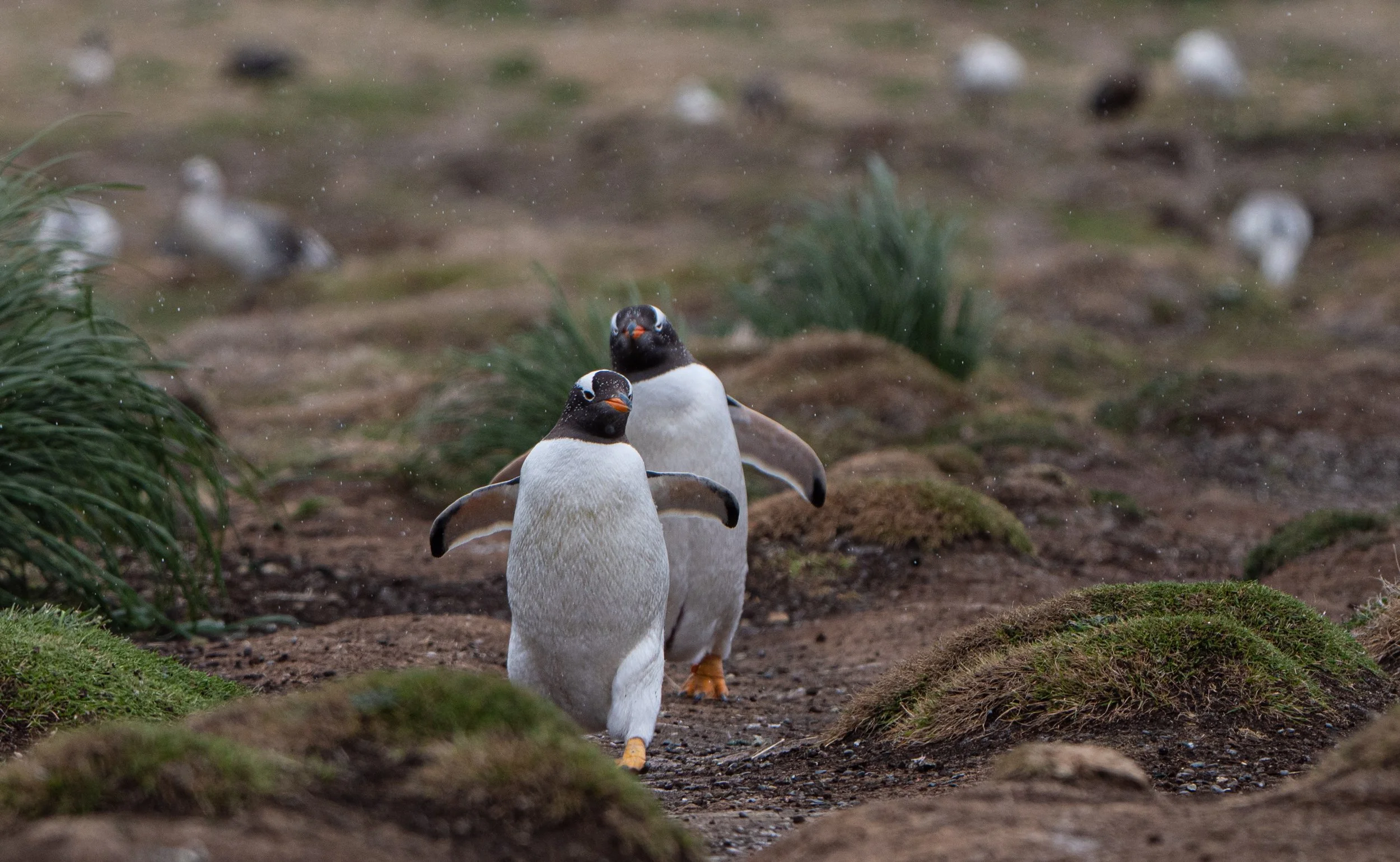 Lumix  Carcass Island (60 of 268).jpg