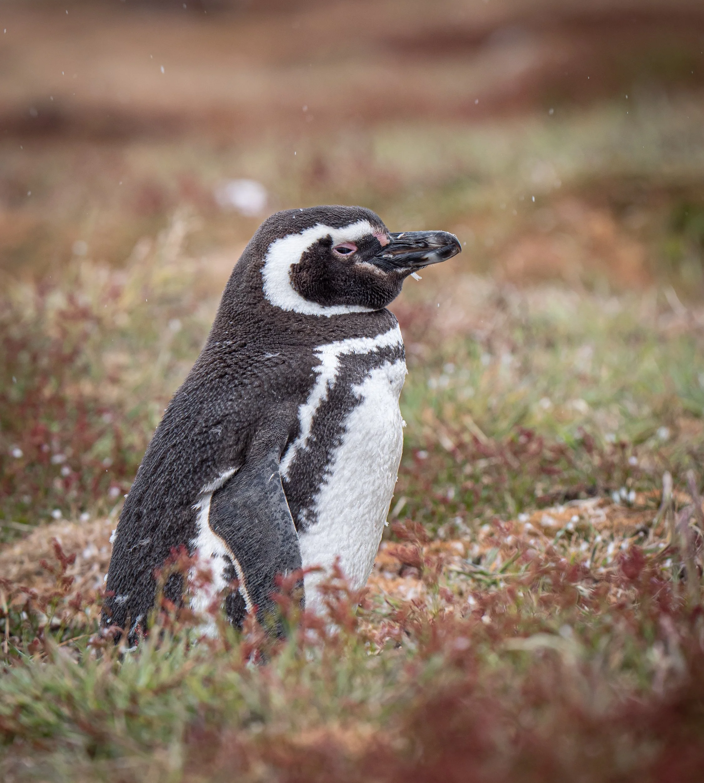 Lumix  Carcass Island (73 of 268).jpg