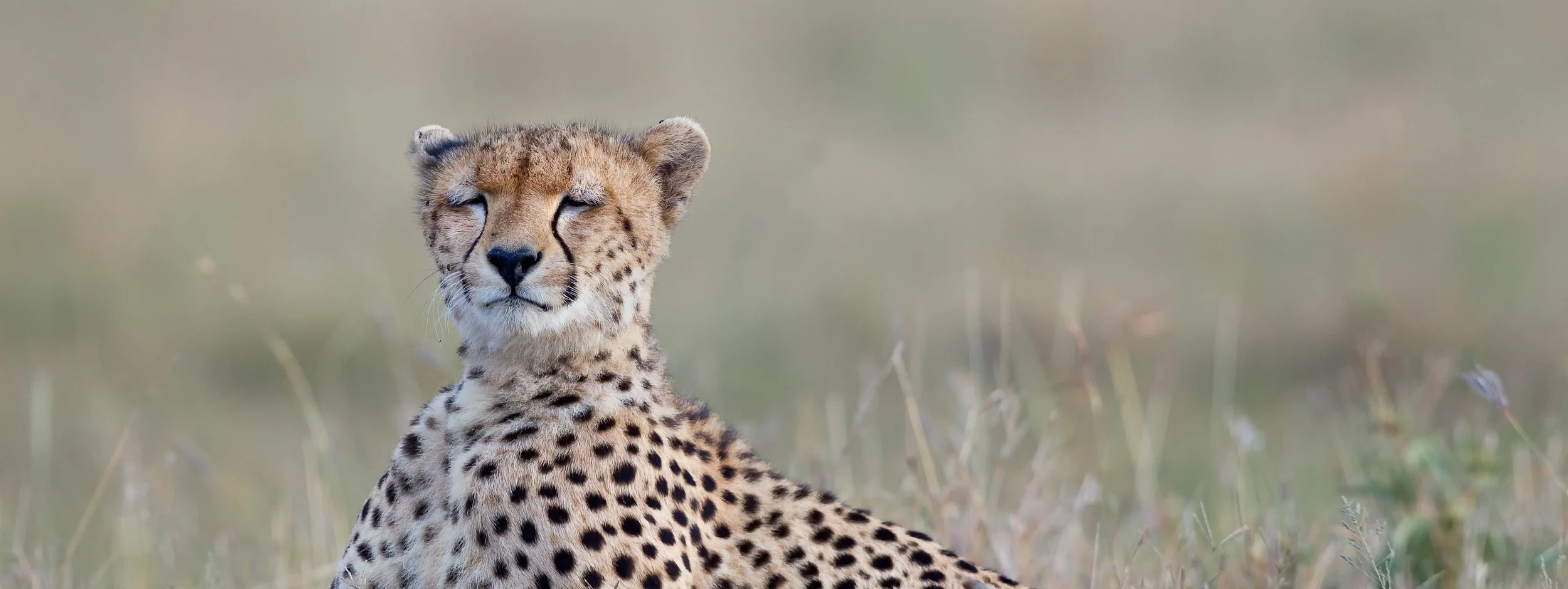Massai Mara, Kenya  2011 14-5608-Edit-Edit-Edit.jpg