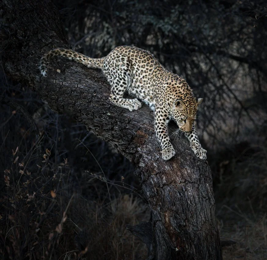 Namibia 18 (1951 of 2184)-DxO_DeepPRIME XD2s-Edit.jpg