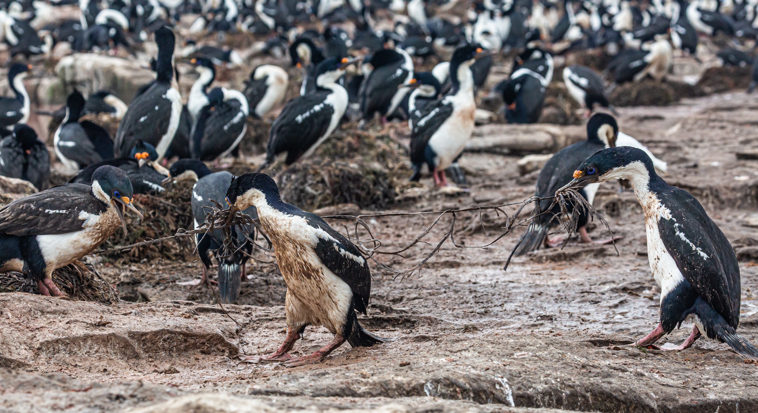 Falklands 8 (1060 of 2696).jpg