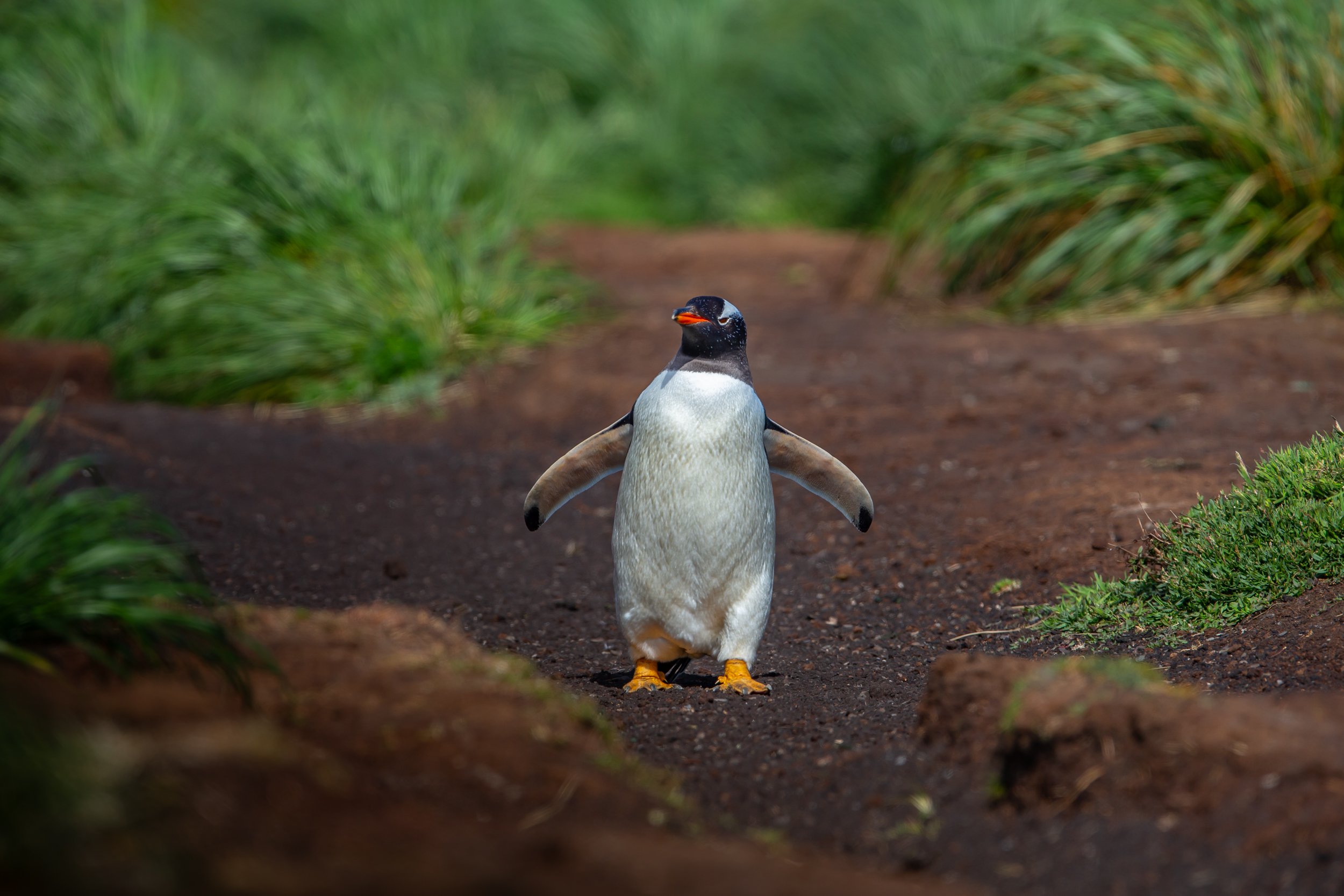 Falklands 8 (63 of 2696).jpg